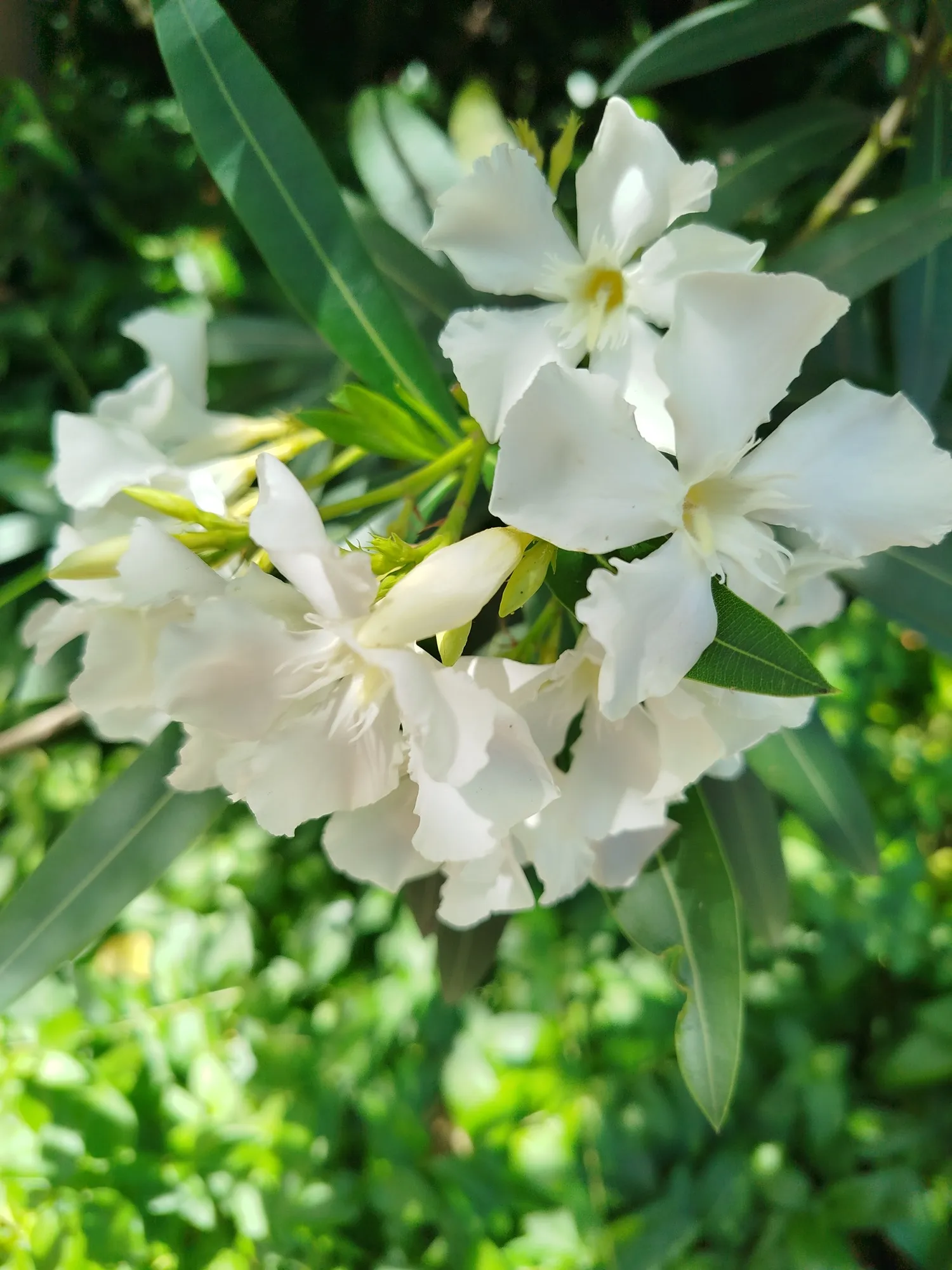 Jardins da Gulbenkian