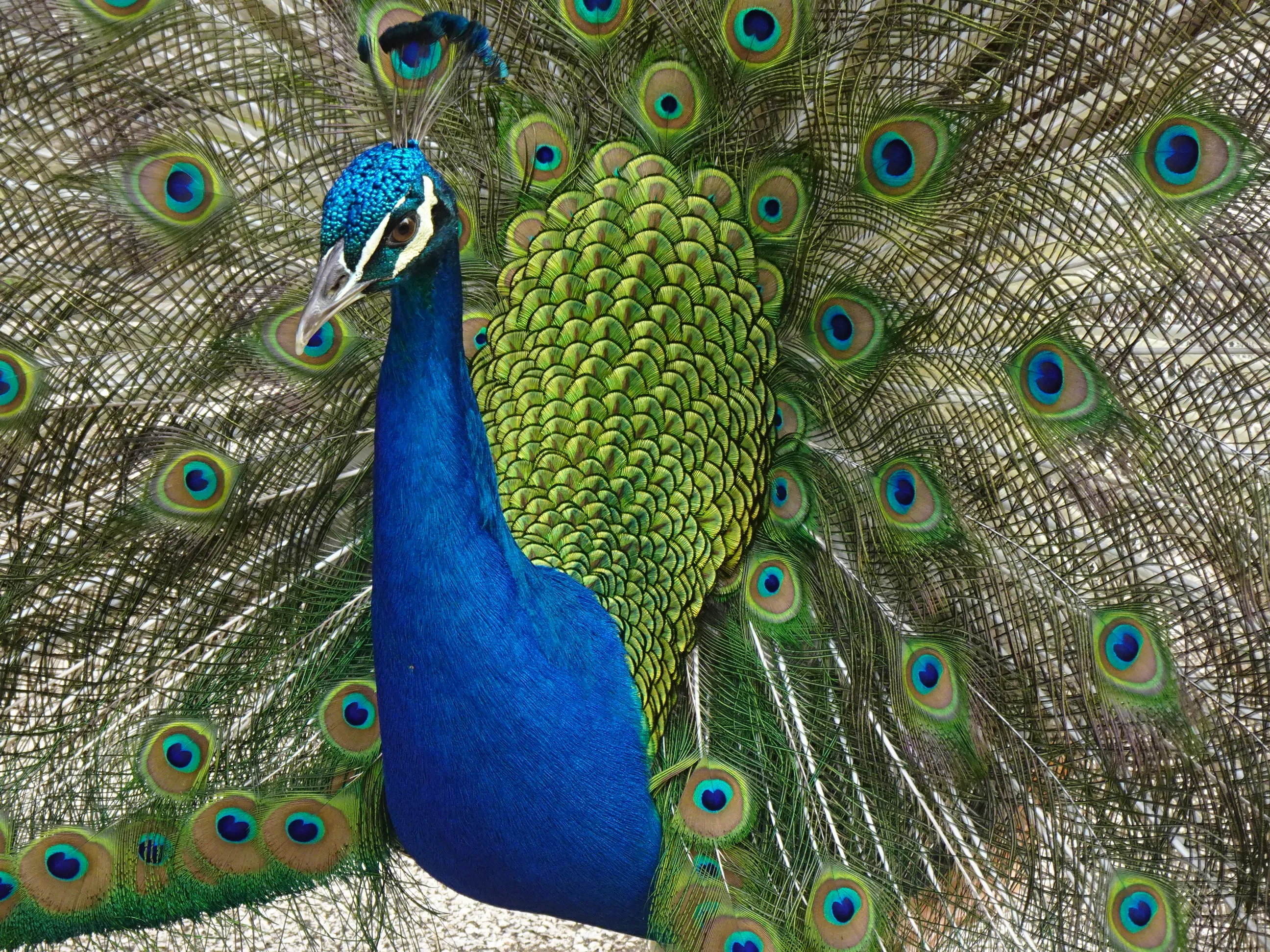 Jardim Botânico Tropical - A Fauna