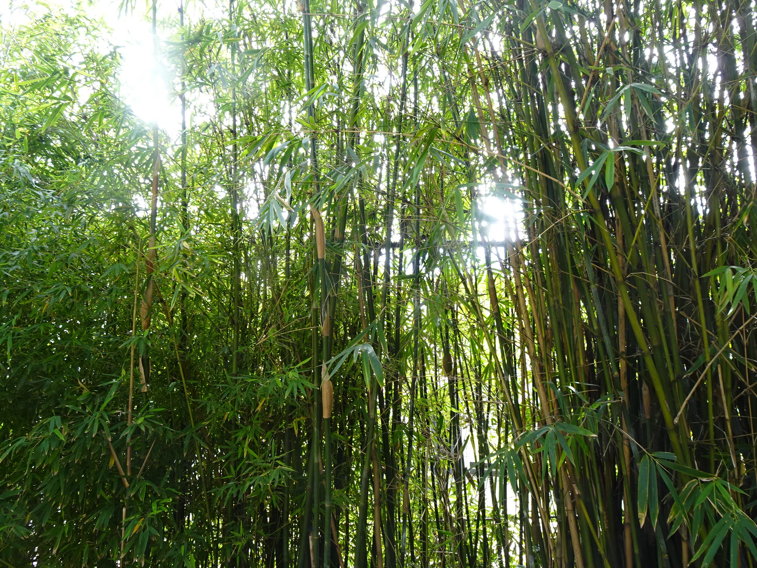 Jardim Botânico Tropical - A Visita