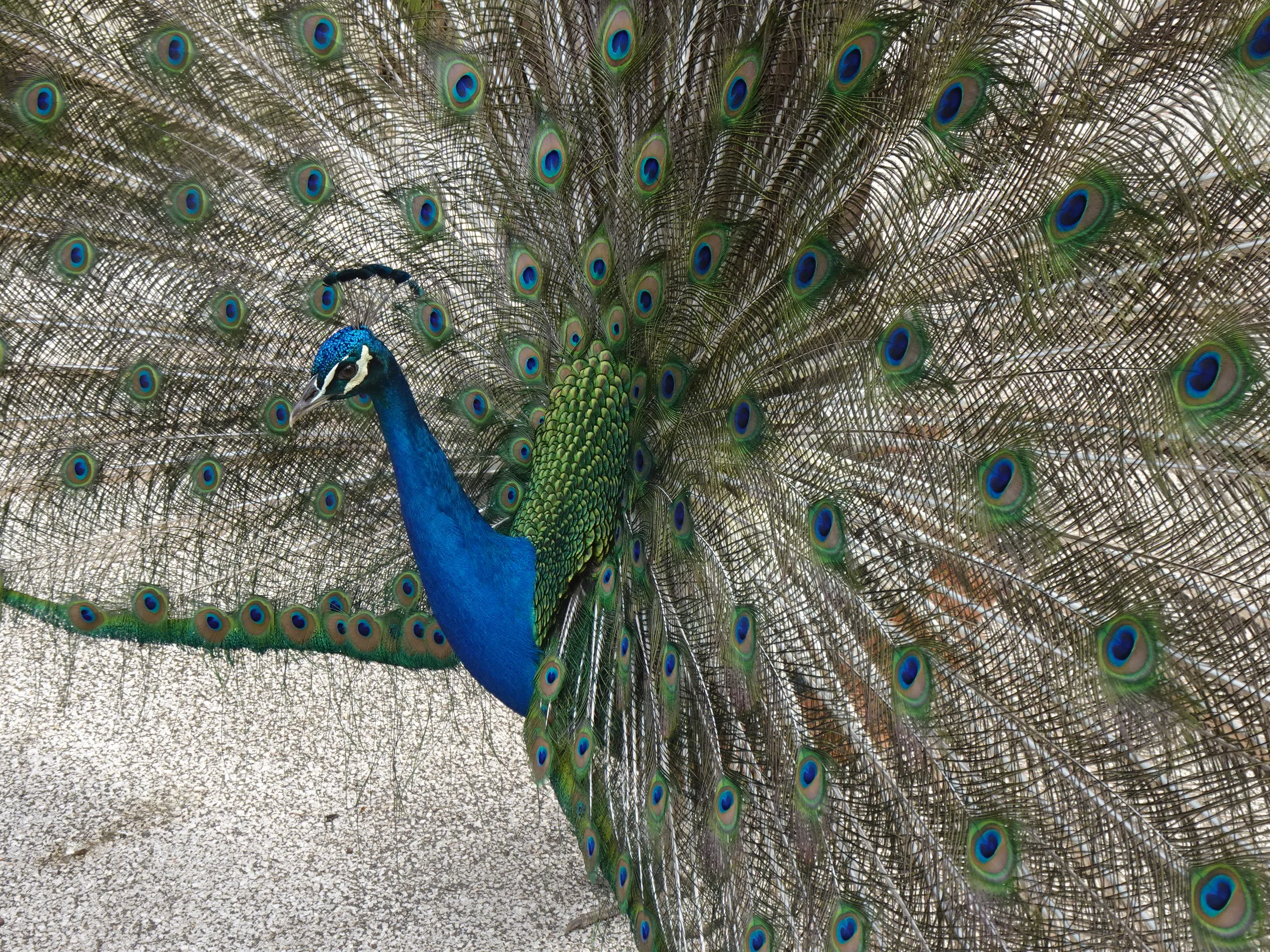 Jardim Botânico Tropical - A Fauna