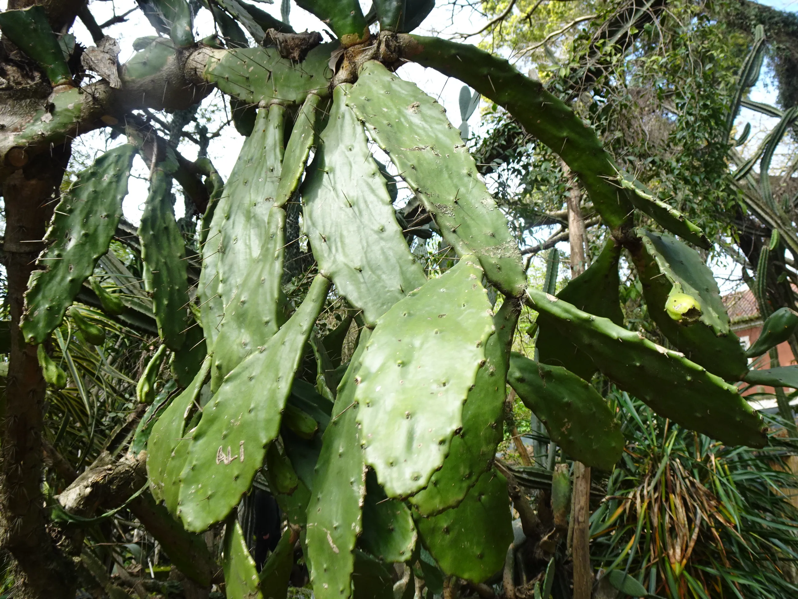 Jardim Botânico Tropical - A Visita