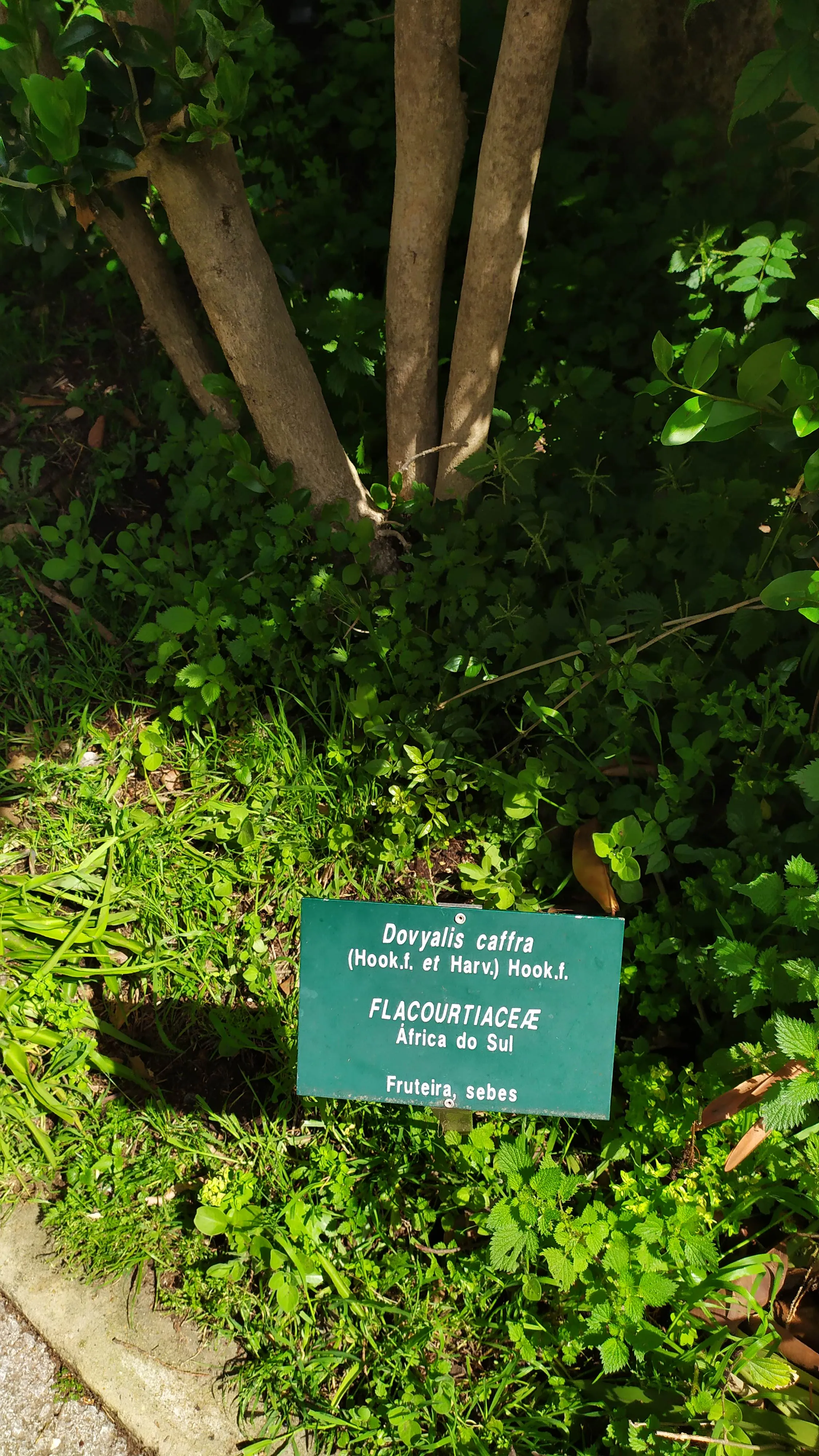 Visita ao Jardim Botânico Tropical