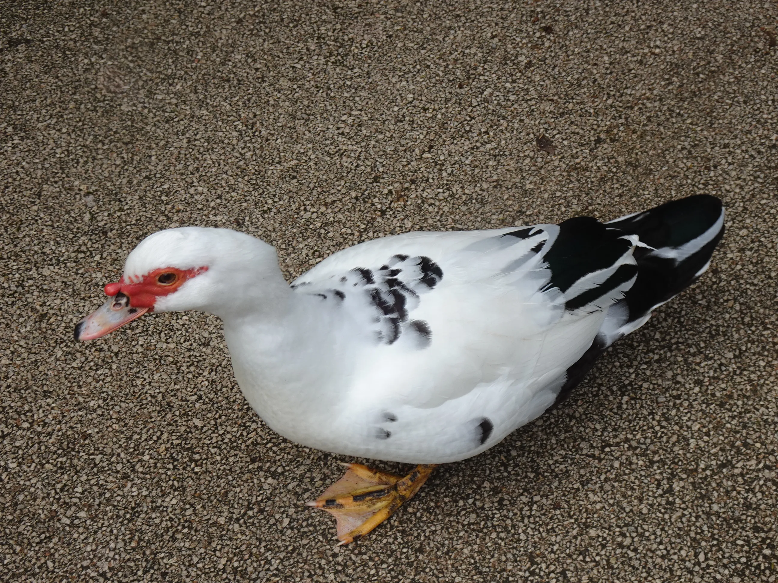 Jardim Botânico Tropical - A Fauna