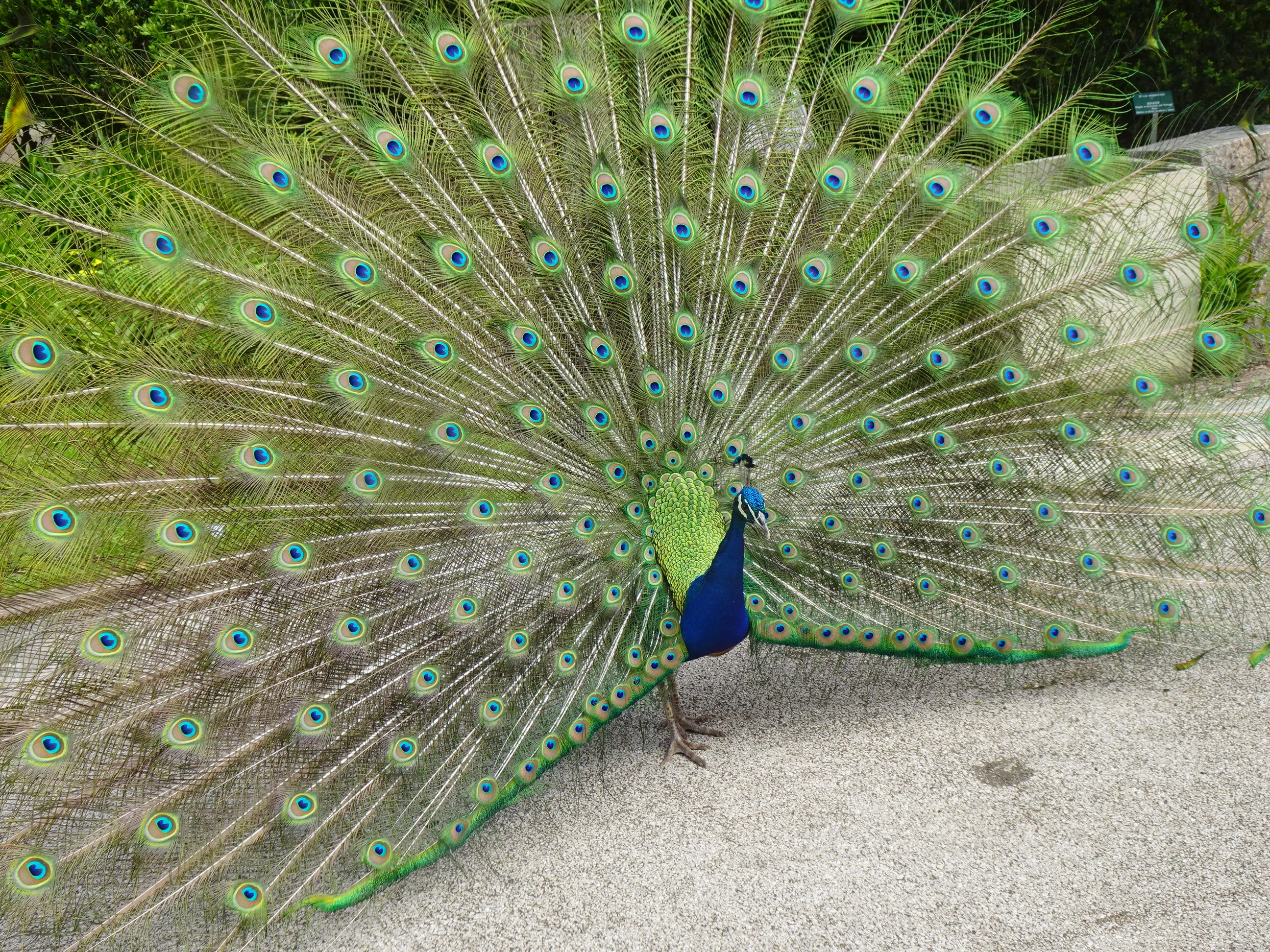 Jardim Botânico Tropical - A Fauna