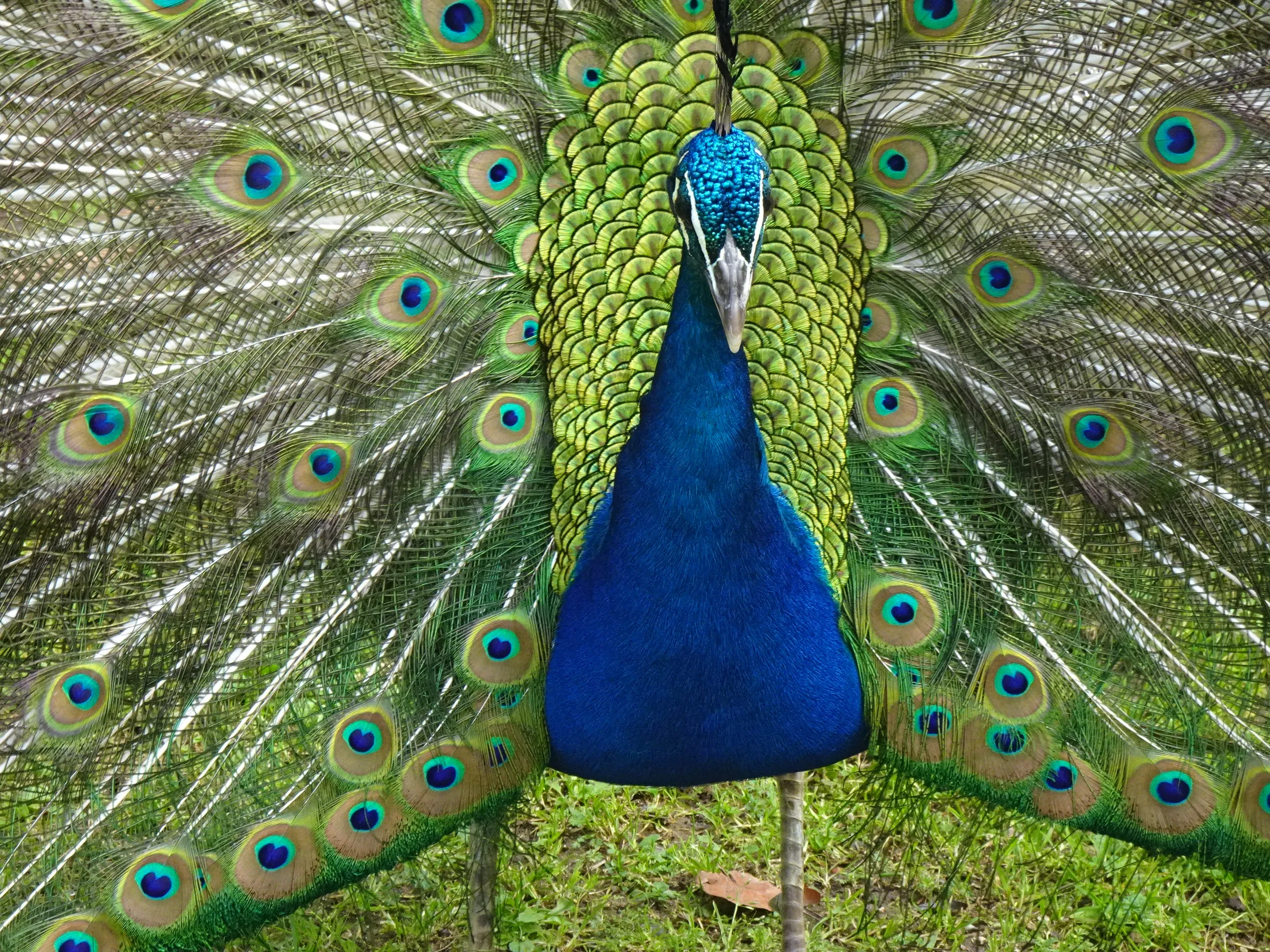 Jardim Botânico Tropical - A Fauna