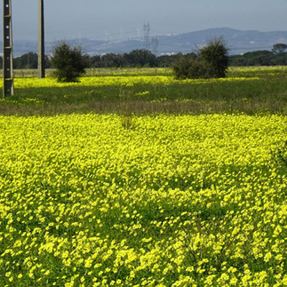 Companhia das Lezírias - O Passeio