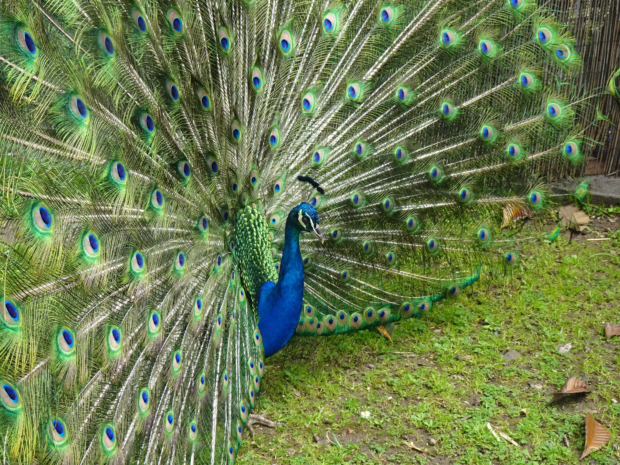 Jardim Botânico Tropical - A Fauna