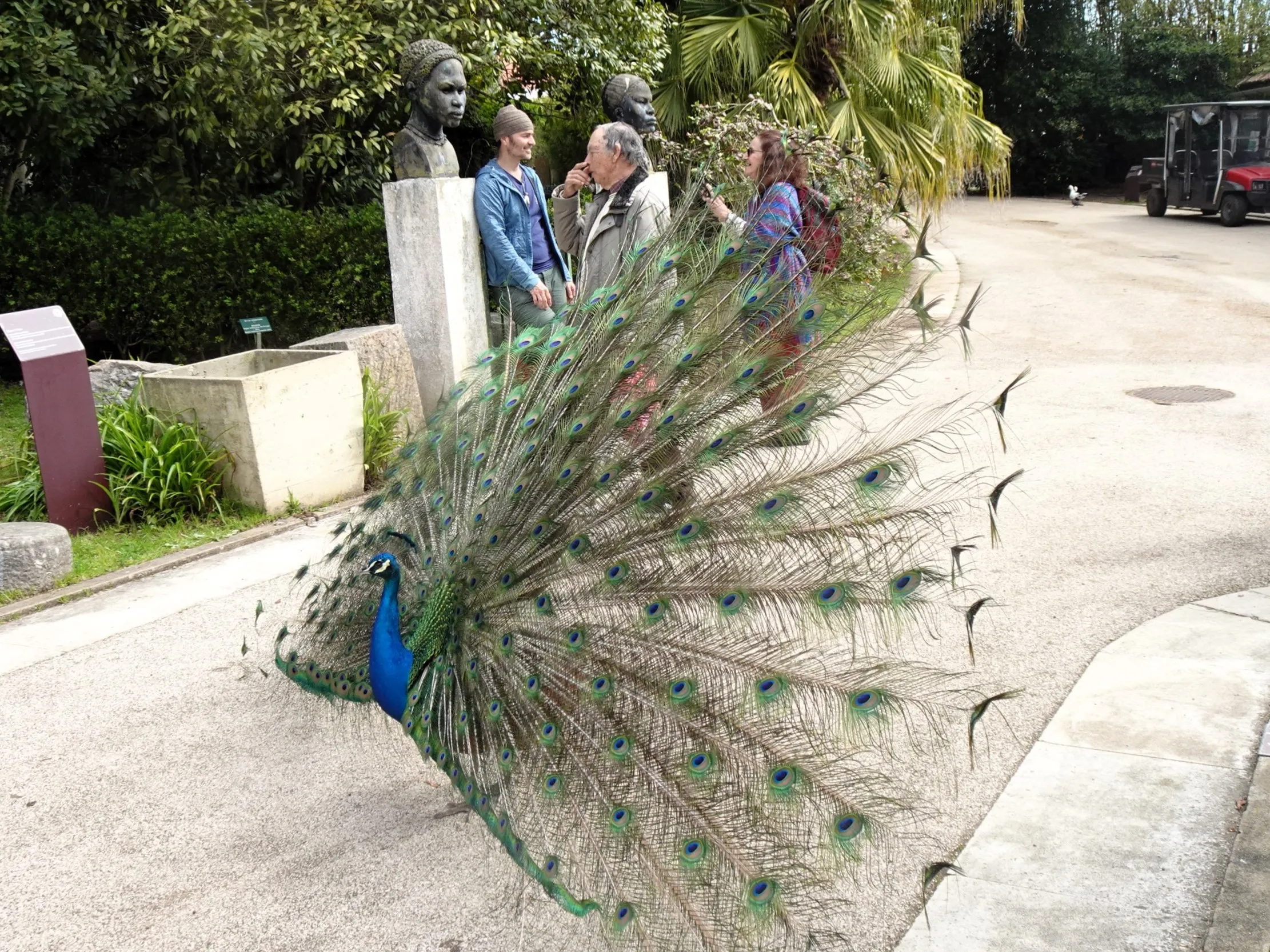 Jardim Botânico Tropical - A Fauna