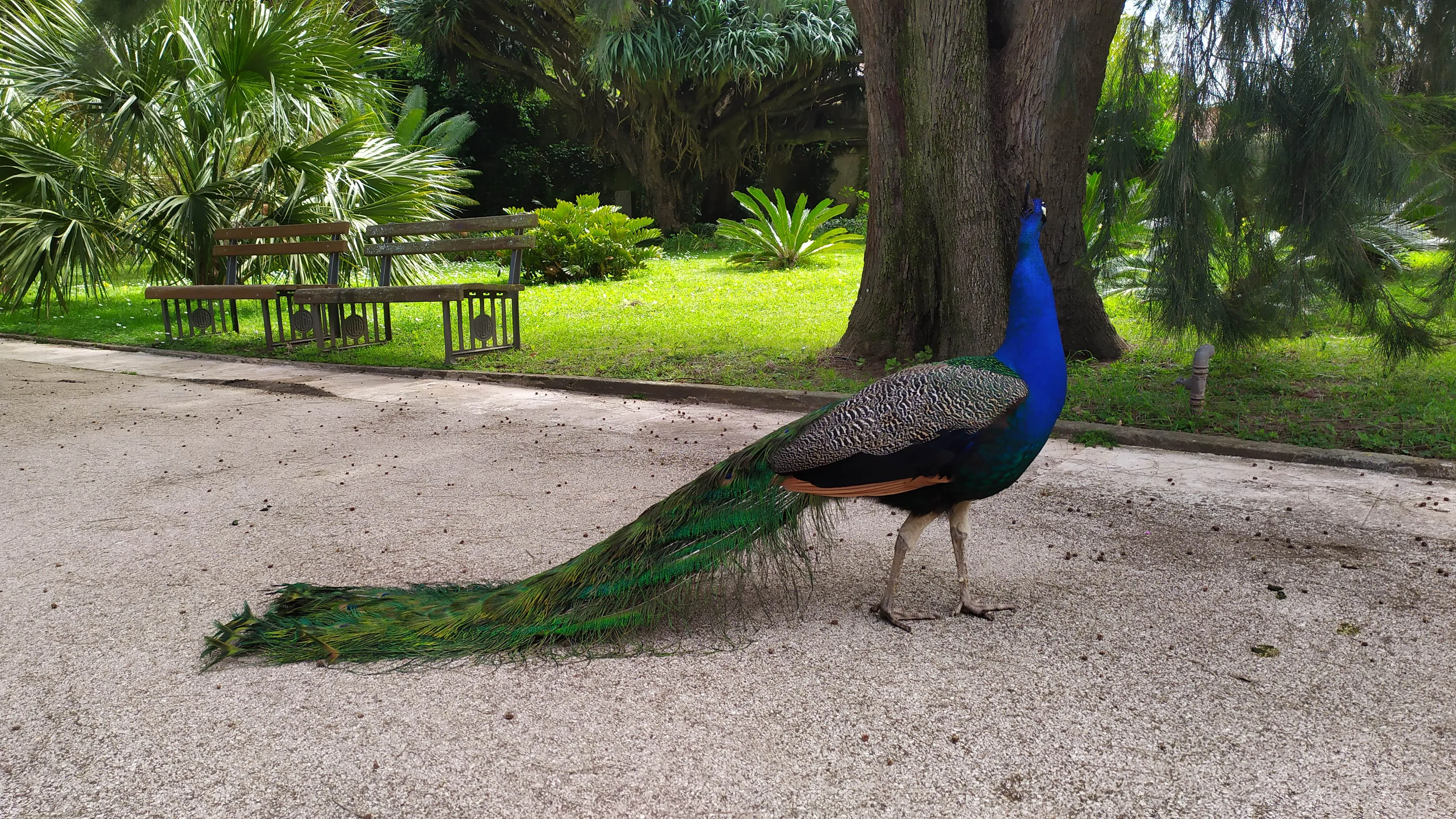 Visita ao Jardim Botânico Tropical
