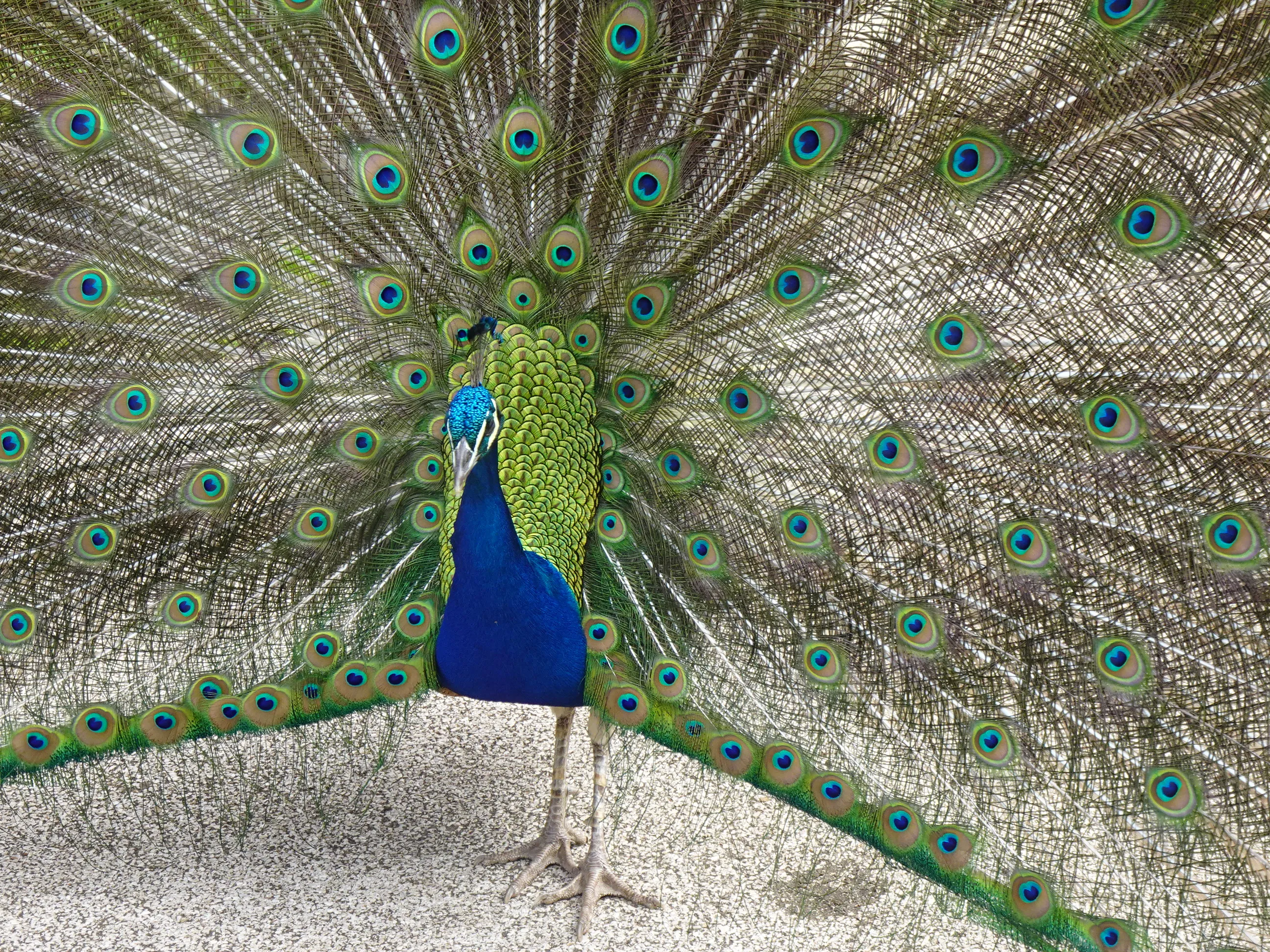 Jardim Botânico Tropical - A Fauna