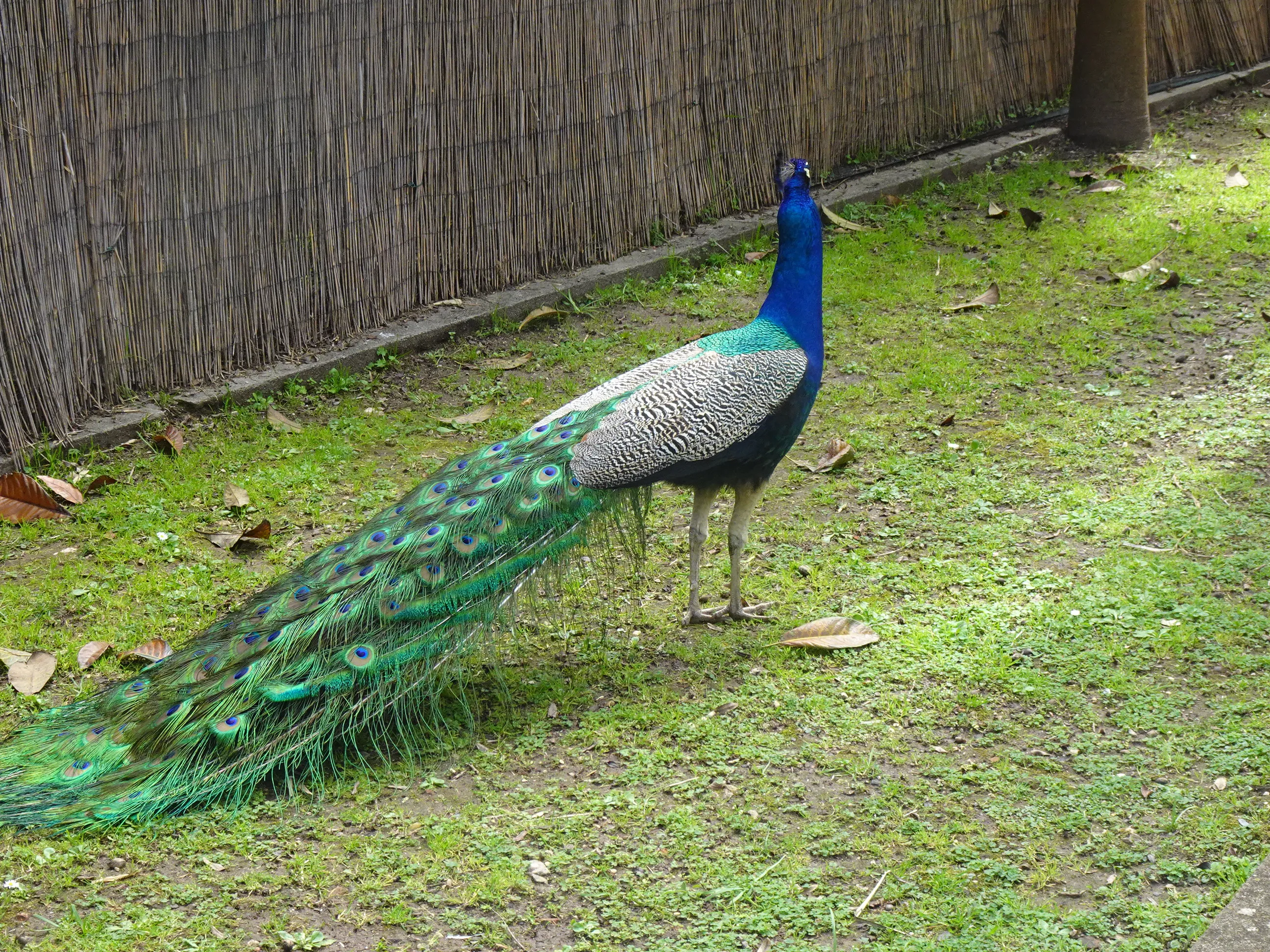 Jardim Botânico Tropical - A Fauna