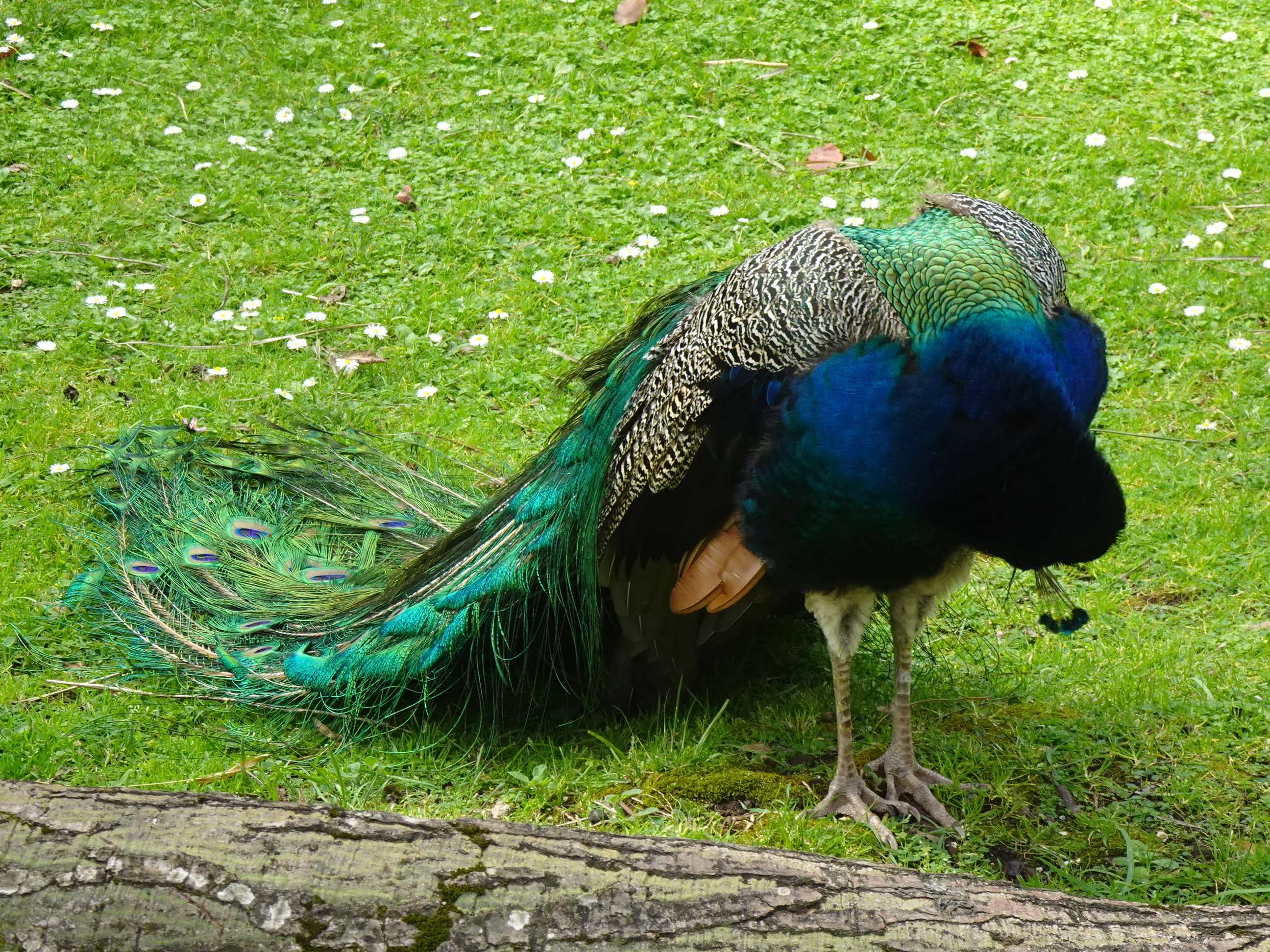 Jardim Botânico Tropical - A Fauna