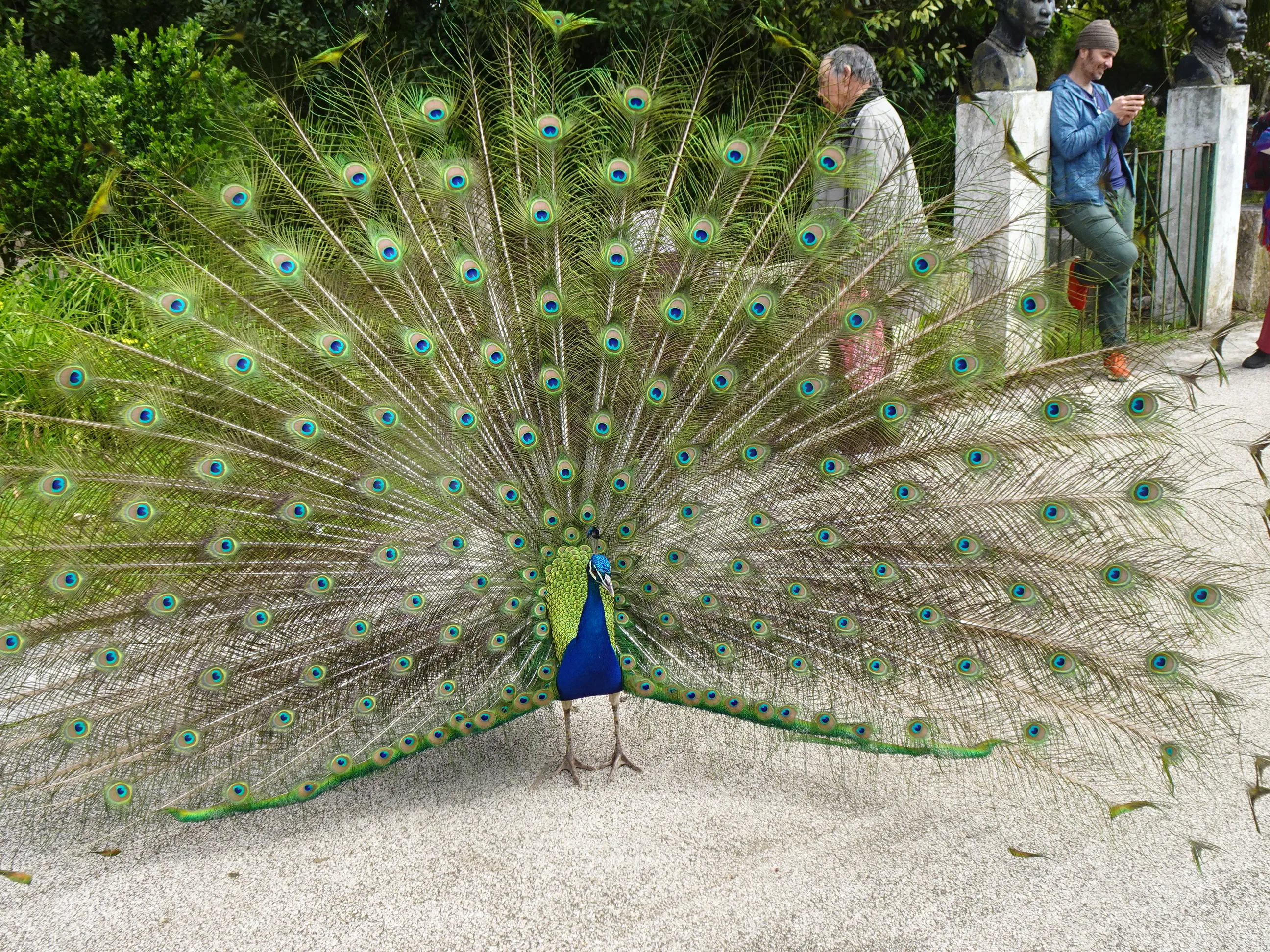 Jardim Botânico Tropical - A Fauna