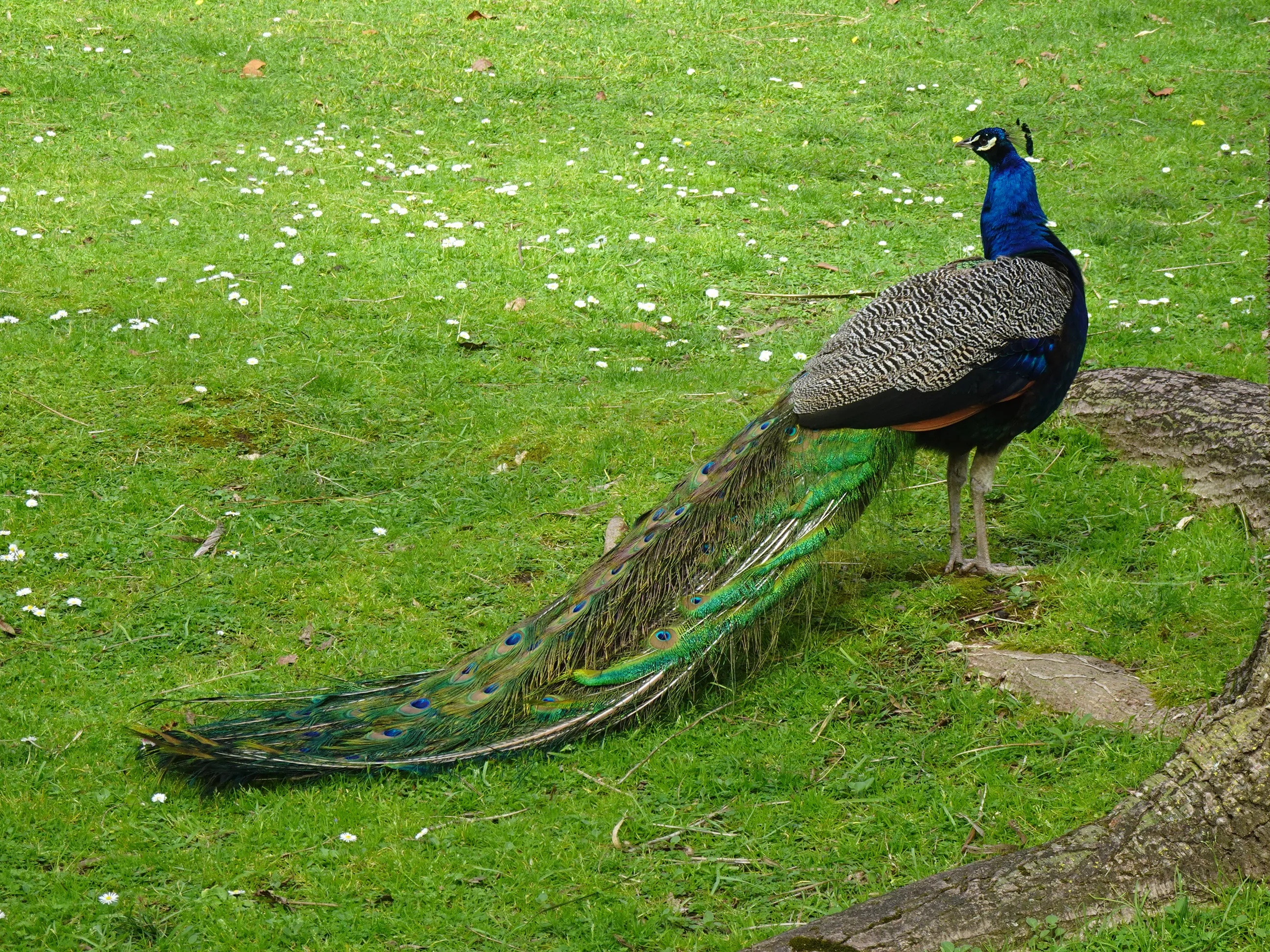 Jardim Botânico Tropical - A Fauna