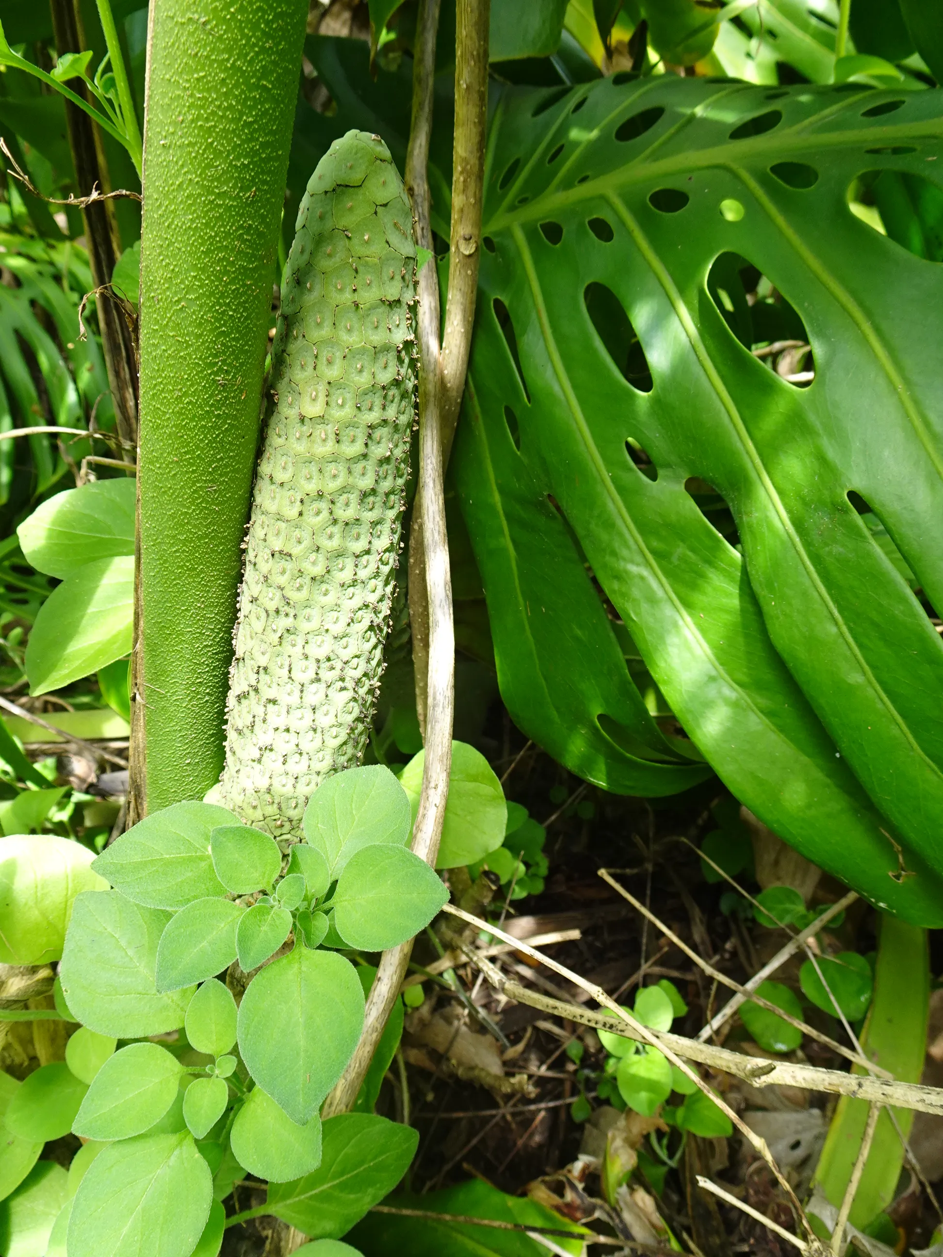 Jardim Botânico Tropical - A Visita