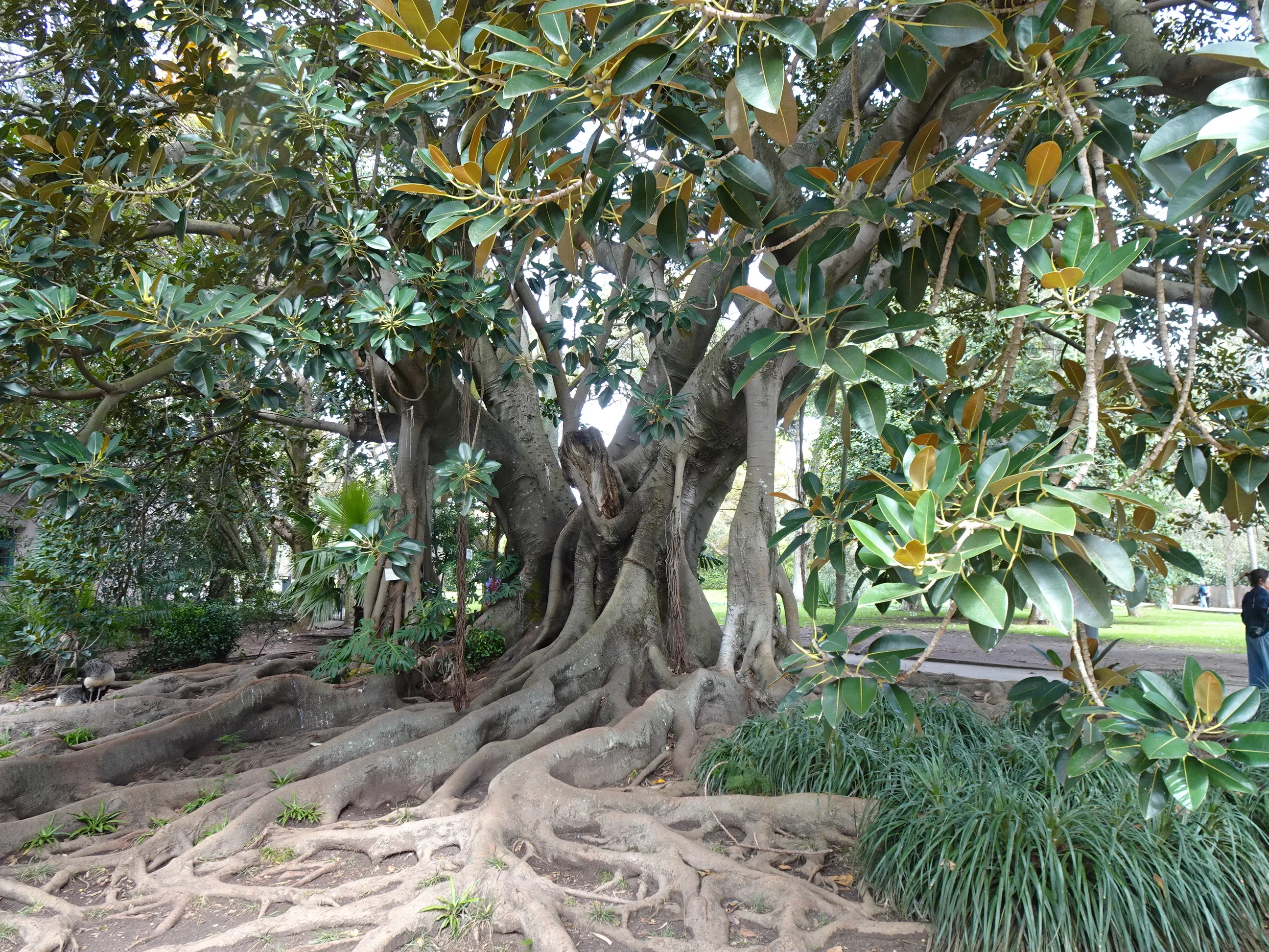 Jardim Botânico Tropical - A Visita