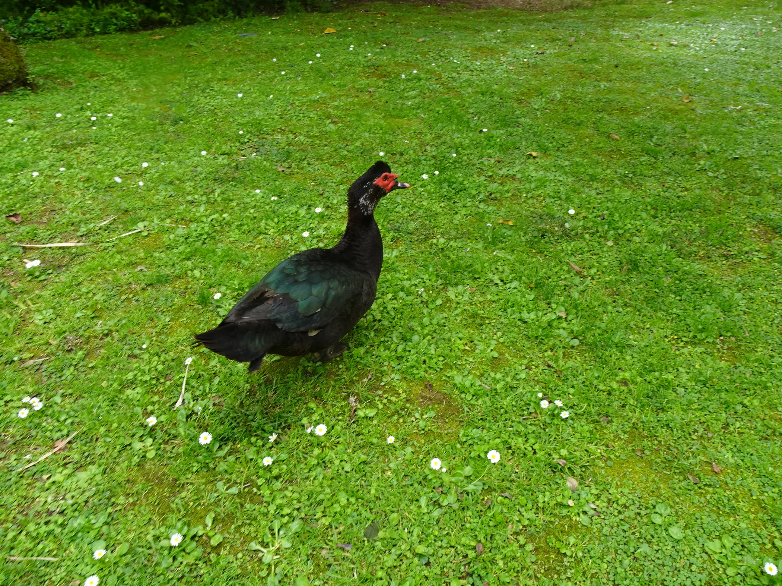 Jardim Botânico Tropical - A Fauna