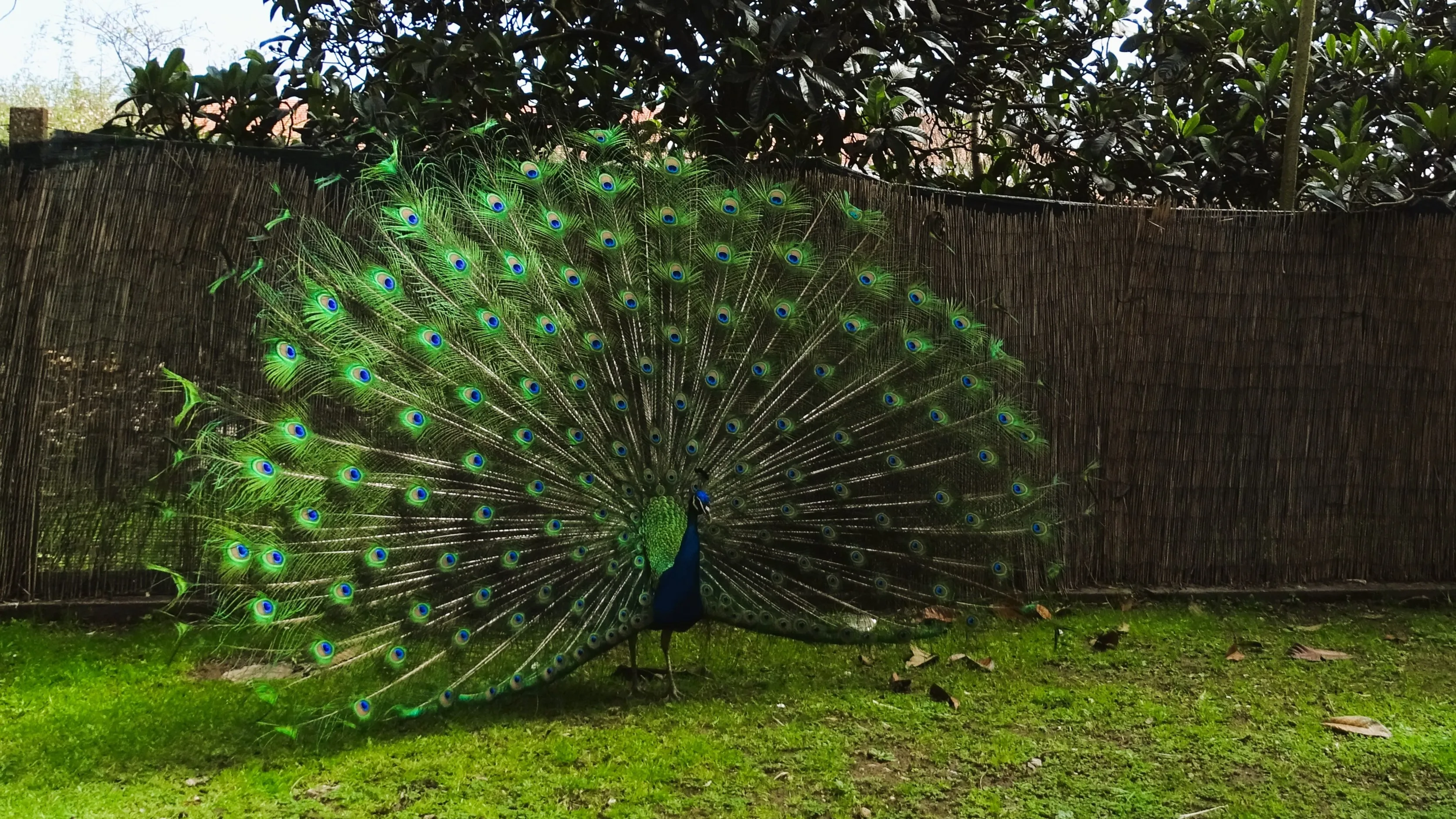 Visita ao Jardim Botânico Tropical