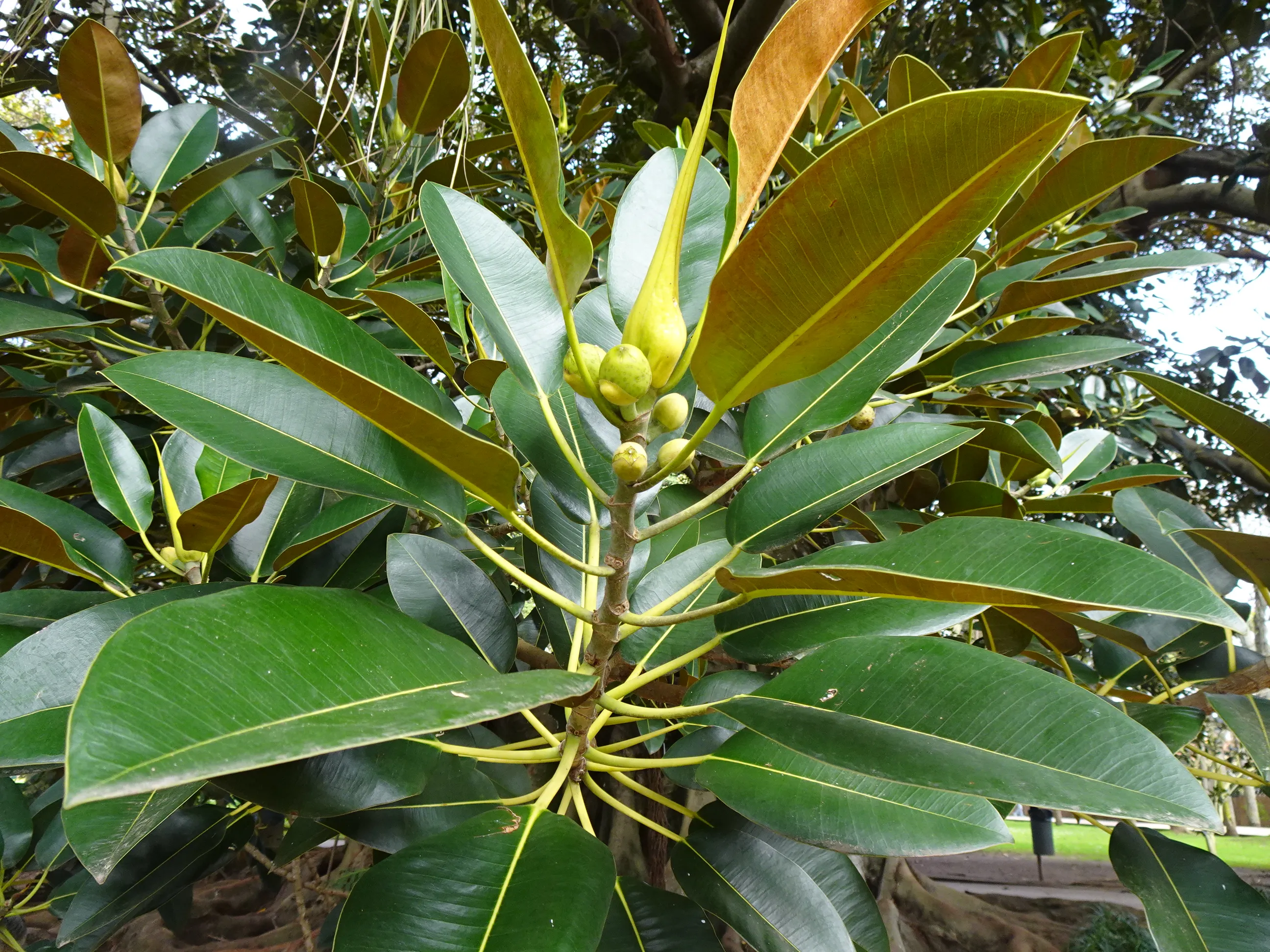 Jardim Botânico Tropical - A Visita