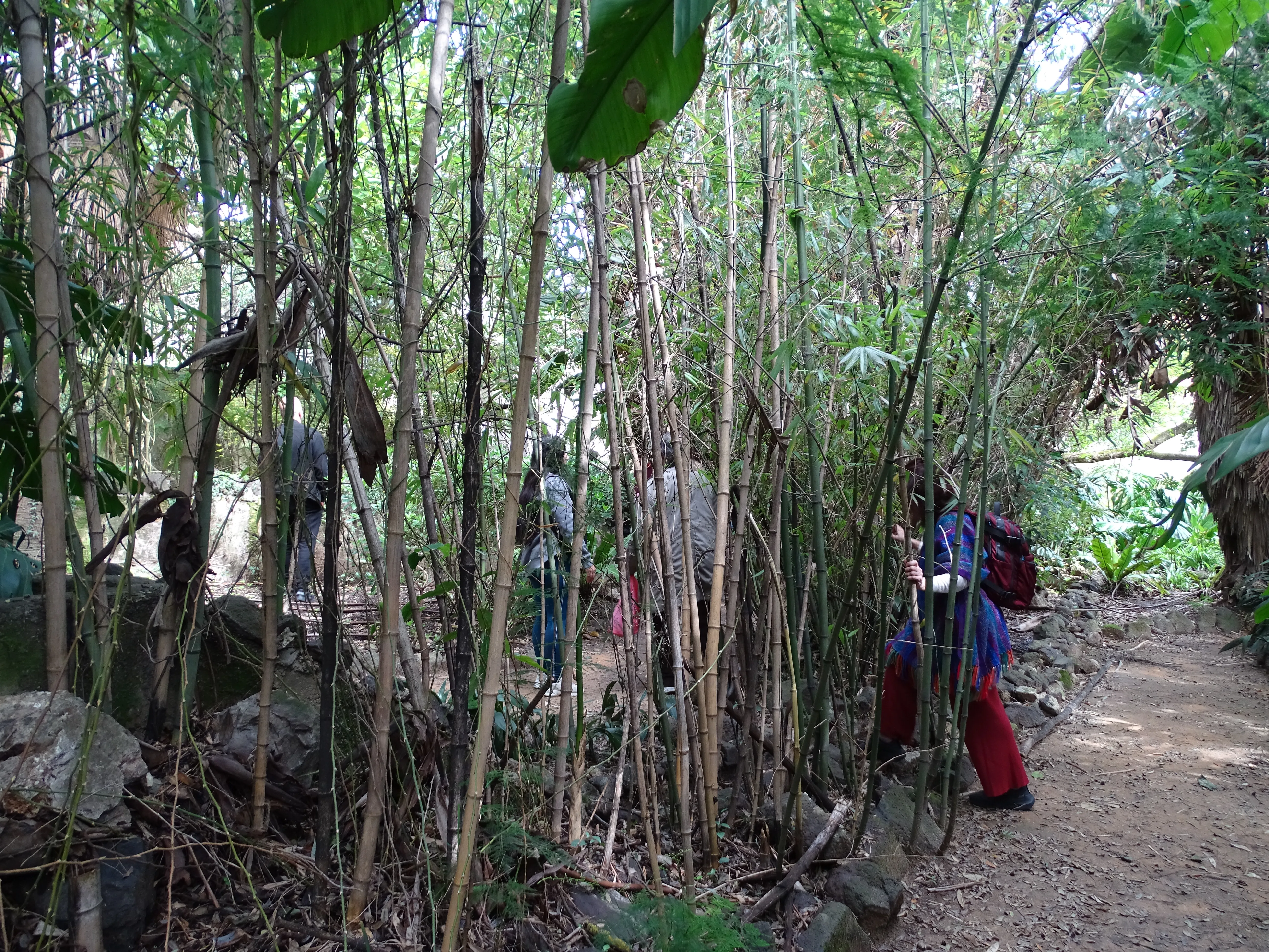 Visita ao Jardim Botânico Tropical