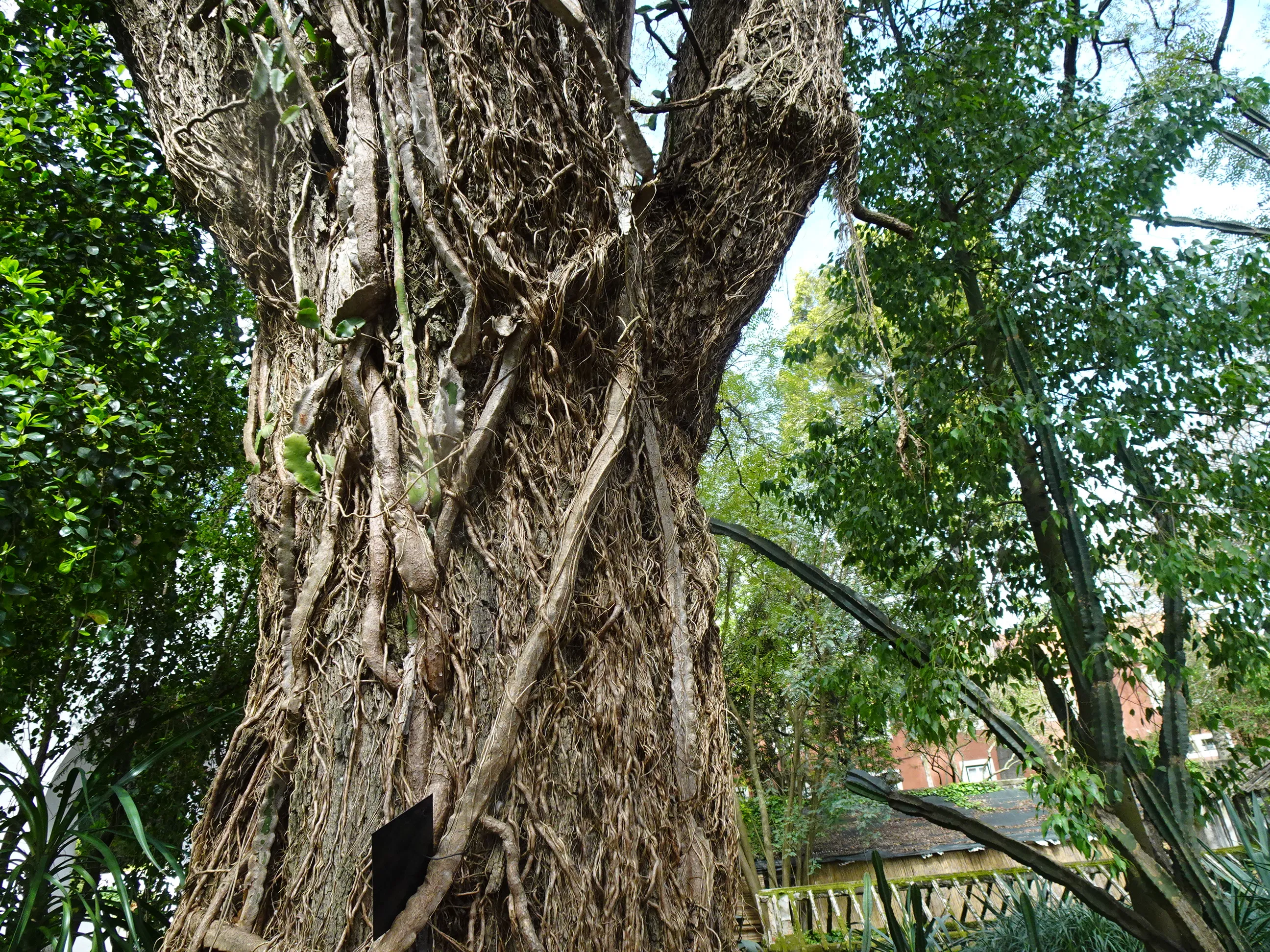 Jardim Botânico Tropical - A Visita