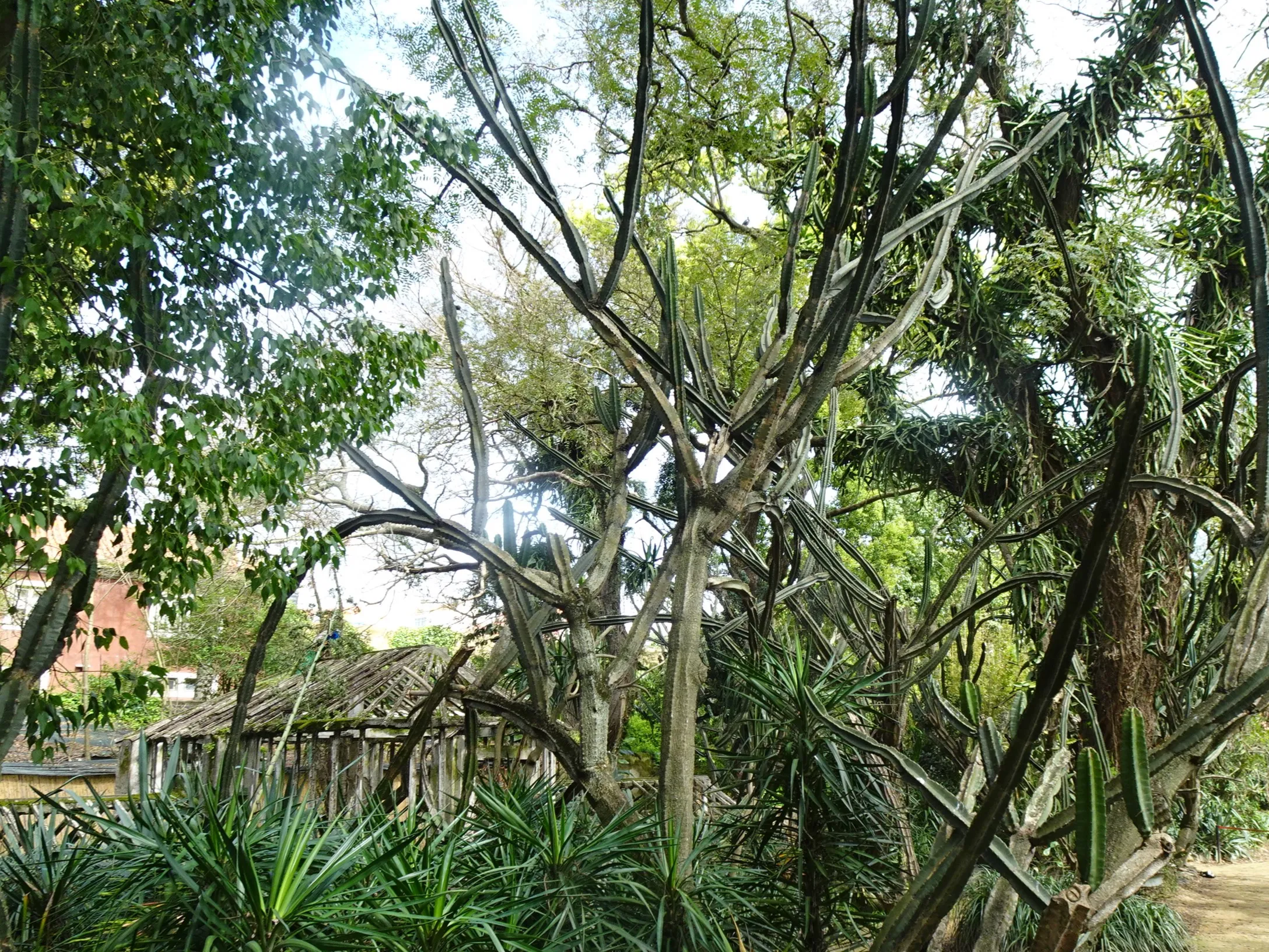 Jardim Botânico Tropical - A Visita