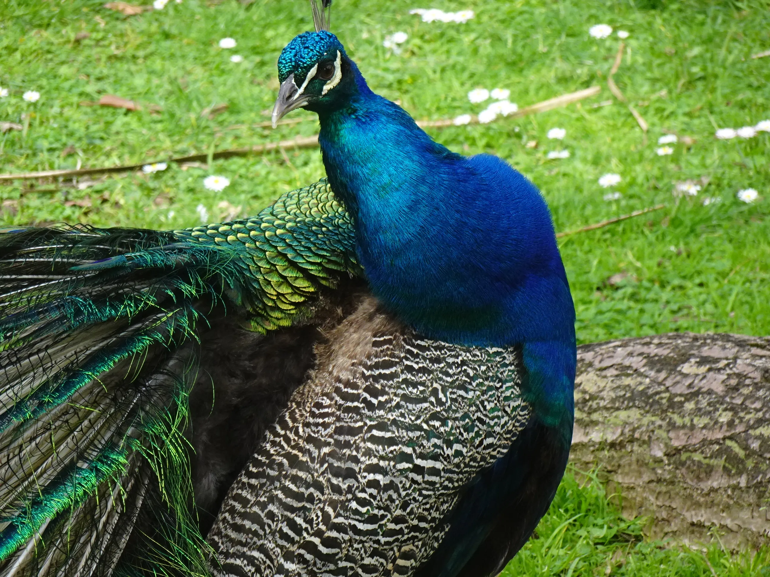 Jardim Botânico Tropical - A Fauna