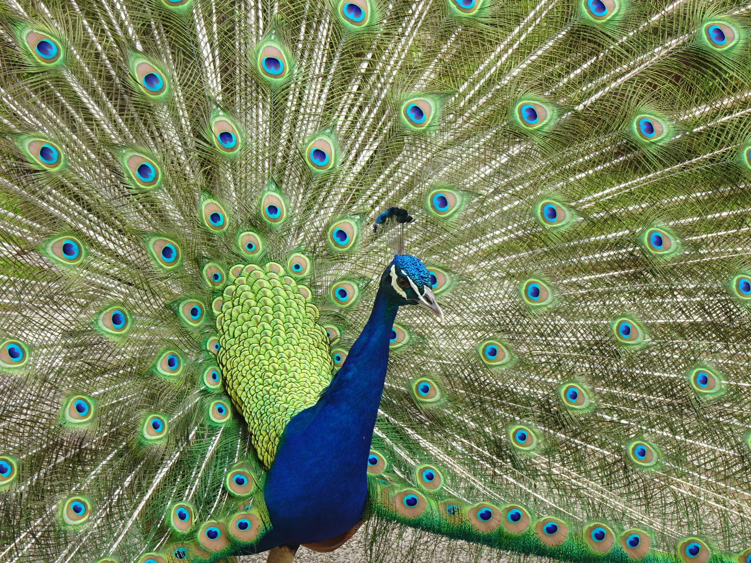 Jardim Botânico Tropical - A Fauna