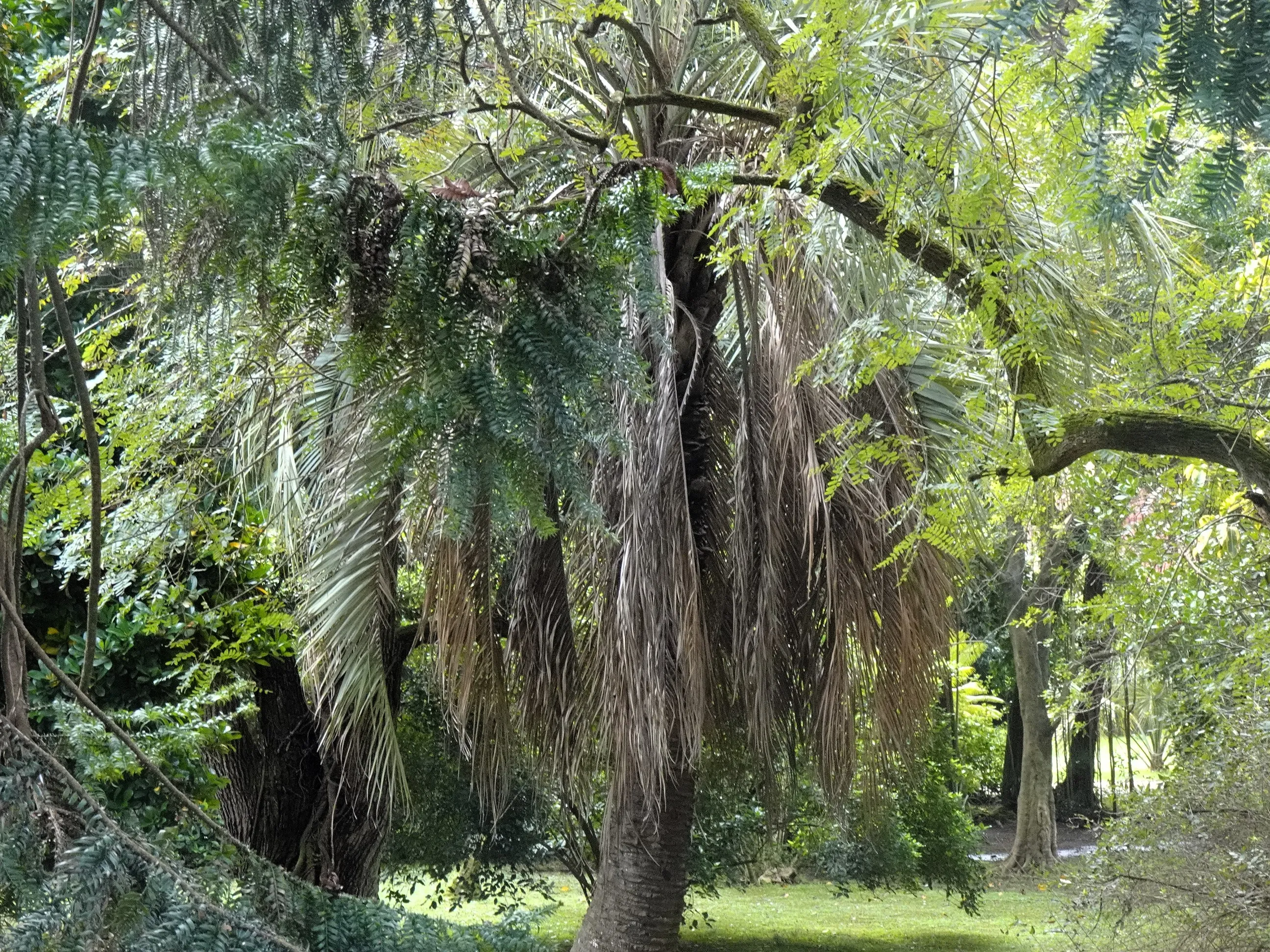 Jardim Botânico Tropical - A Visita