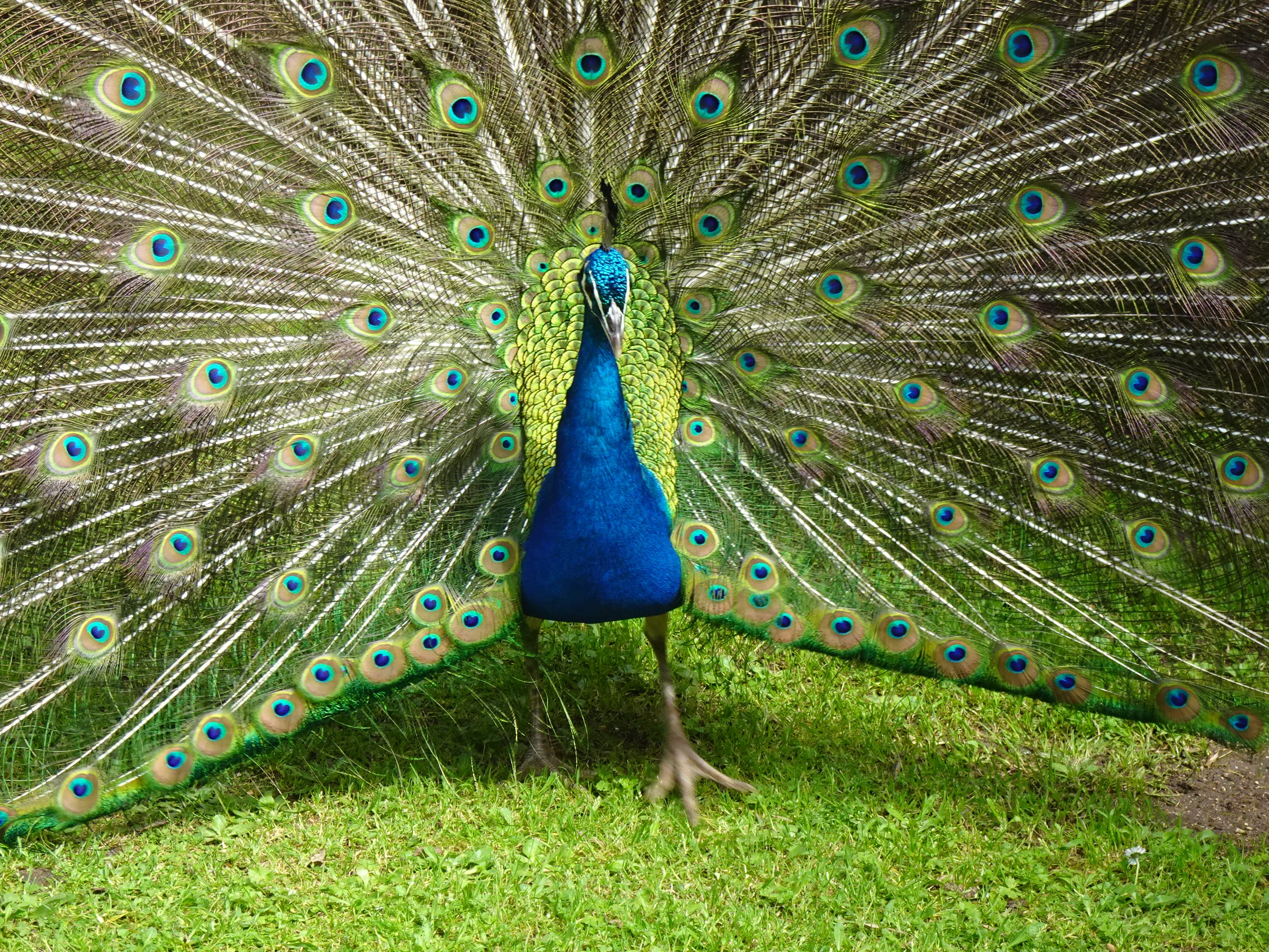 Jardim Botânico Tropical - A Fauna