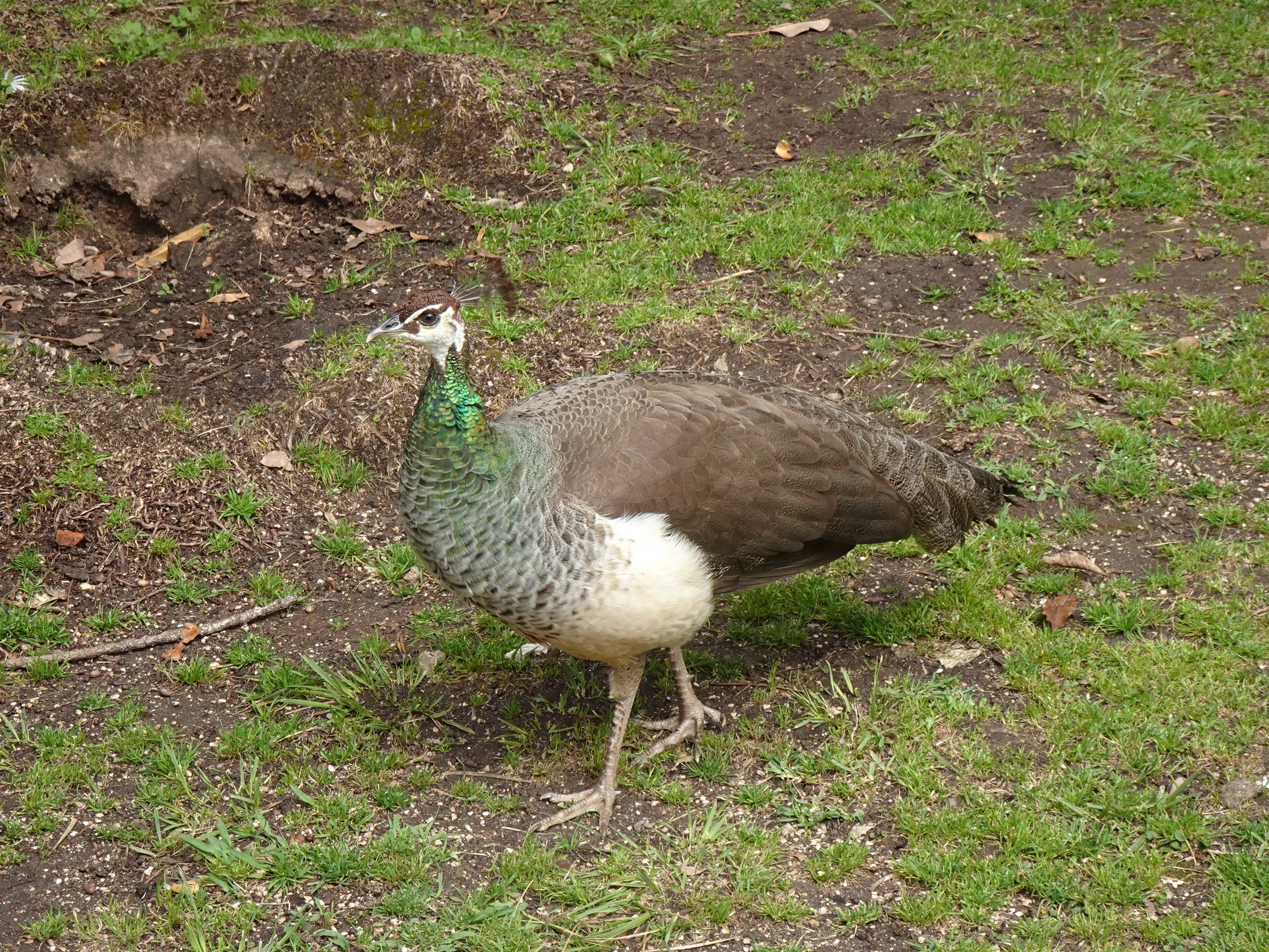 Jardim Botânico Tropical - A Fauna