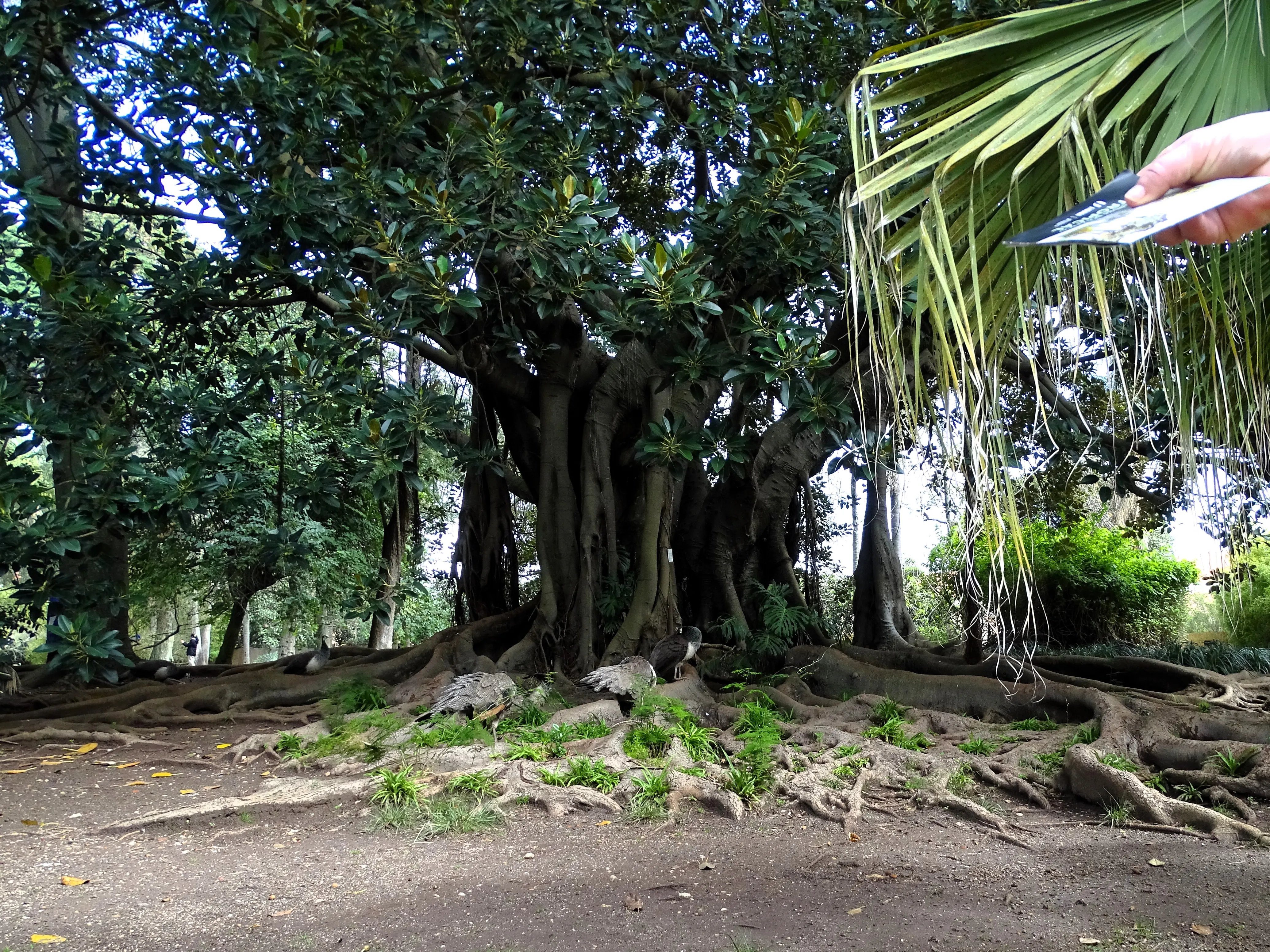 Visita ao Jardim Botânico Tropical