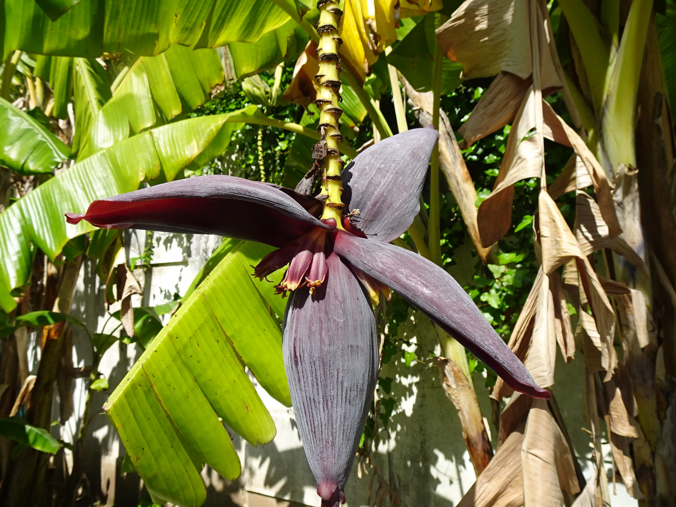 Jardim Botânico Tropical - A Visita