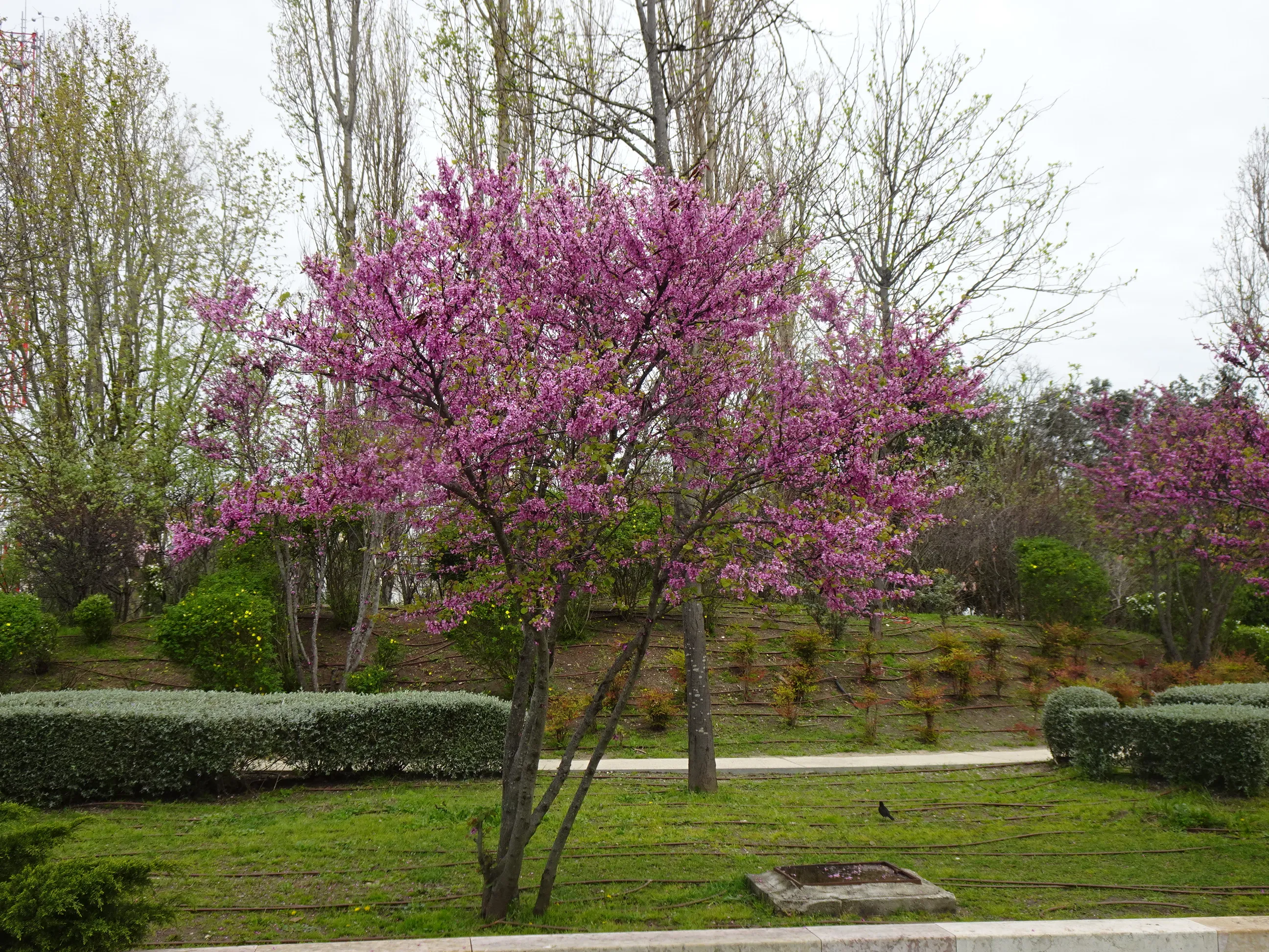 De Alcântara-Mar ao Jardim Tropical em Belém
