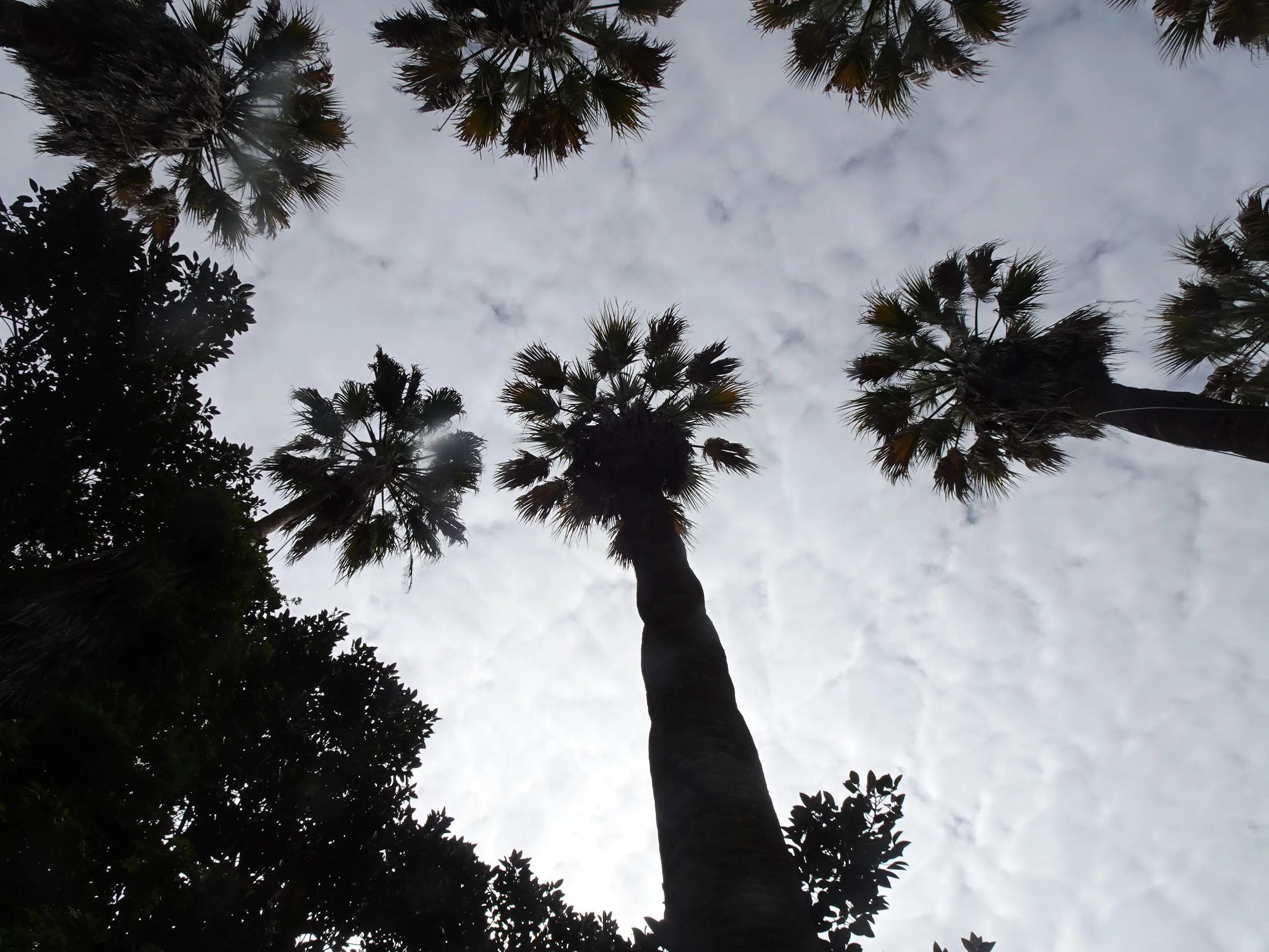 Jardim Botânico Tropical - A Visita