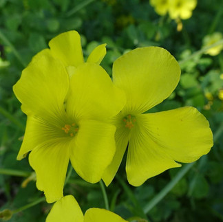 Companhia das Lezírias - O Passeio