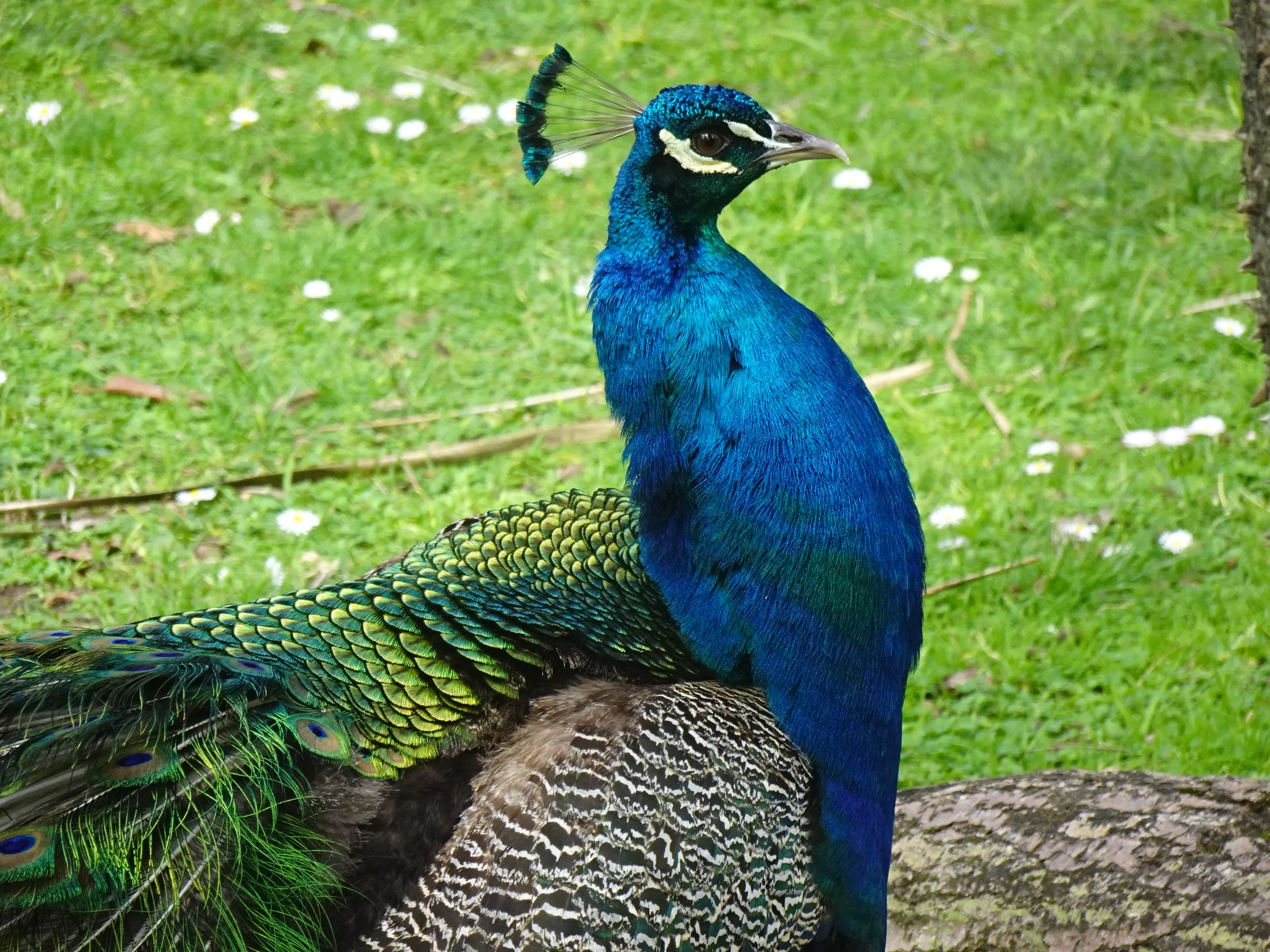 Jardim Botânico Tropical - A Fauna