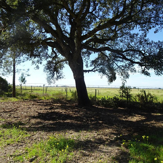 Companhia das Lezírias - O Passeio