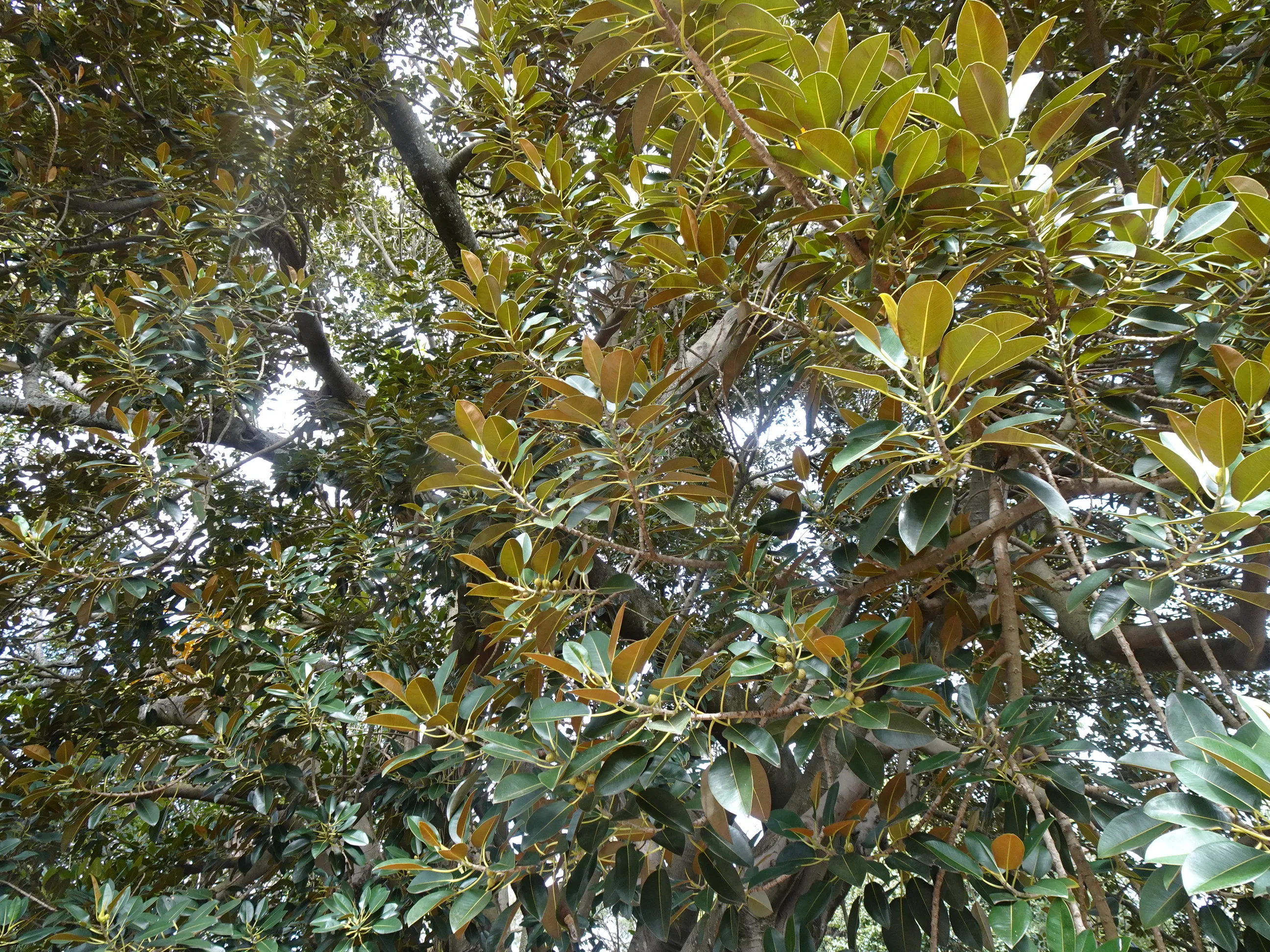 Jardim Botânico Tropical - A Visita