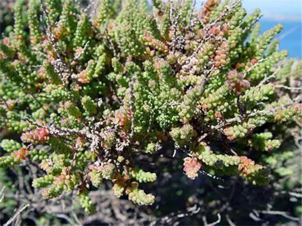 Salsola - Halófita de Futuro!