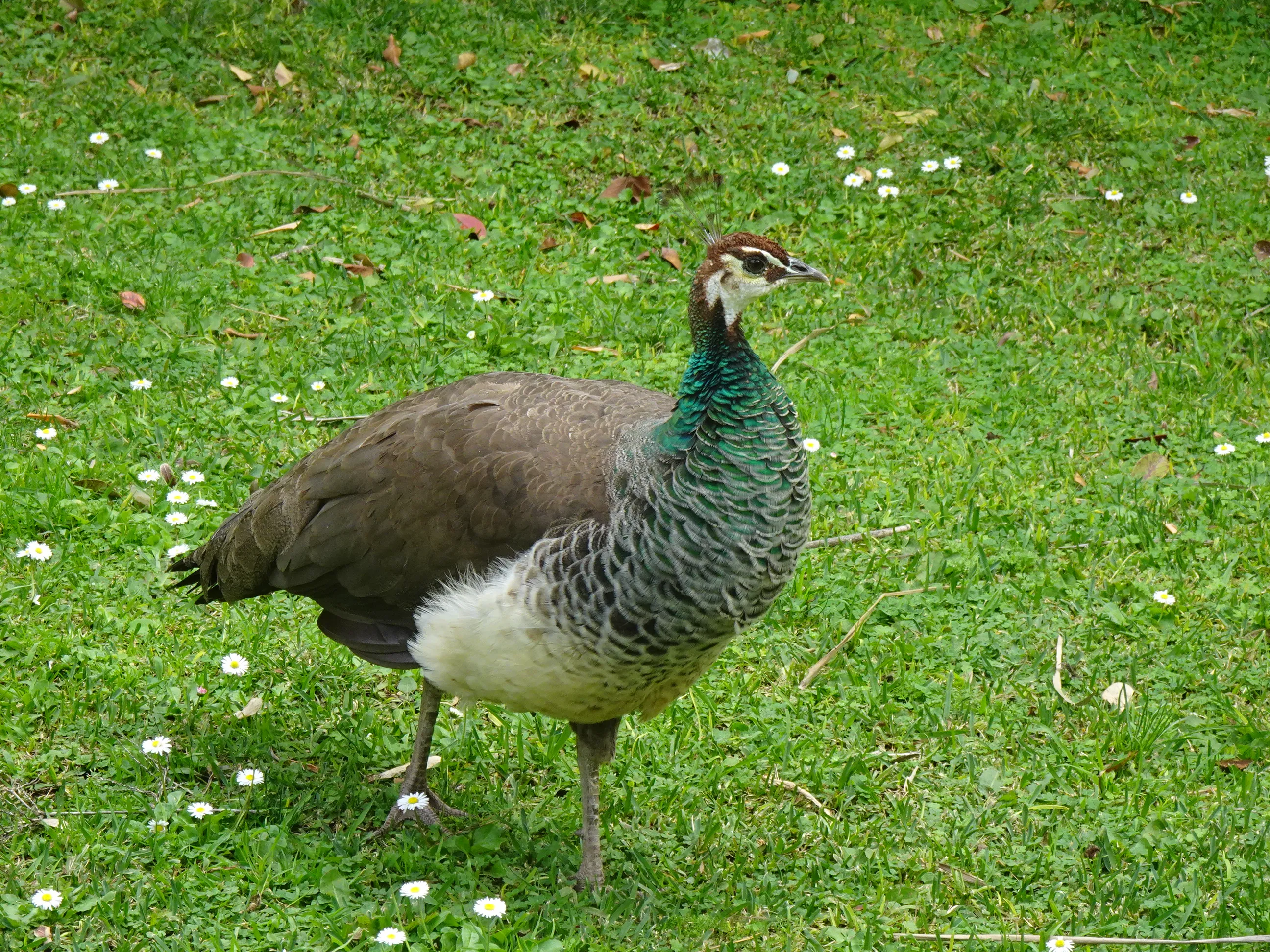 Jardim Botânico Tropical - A Fauna