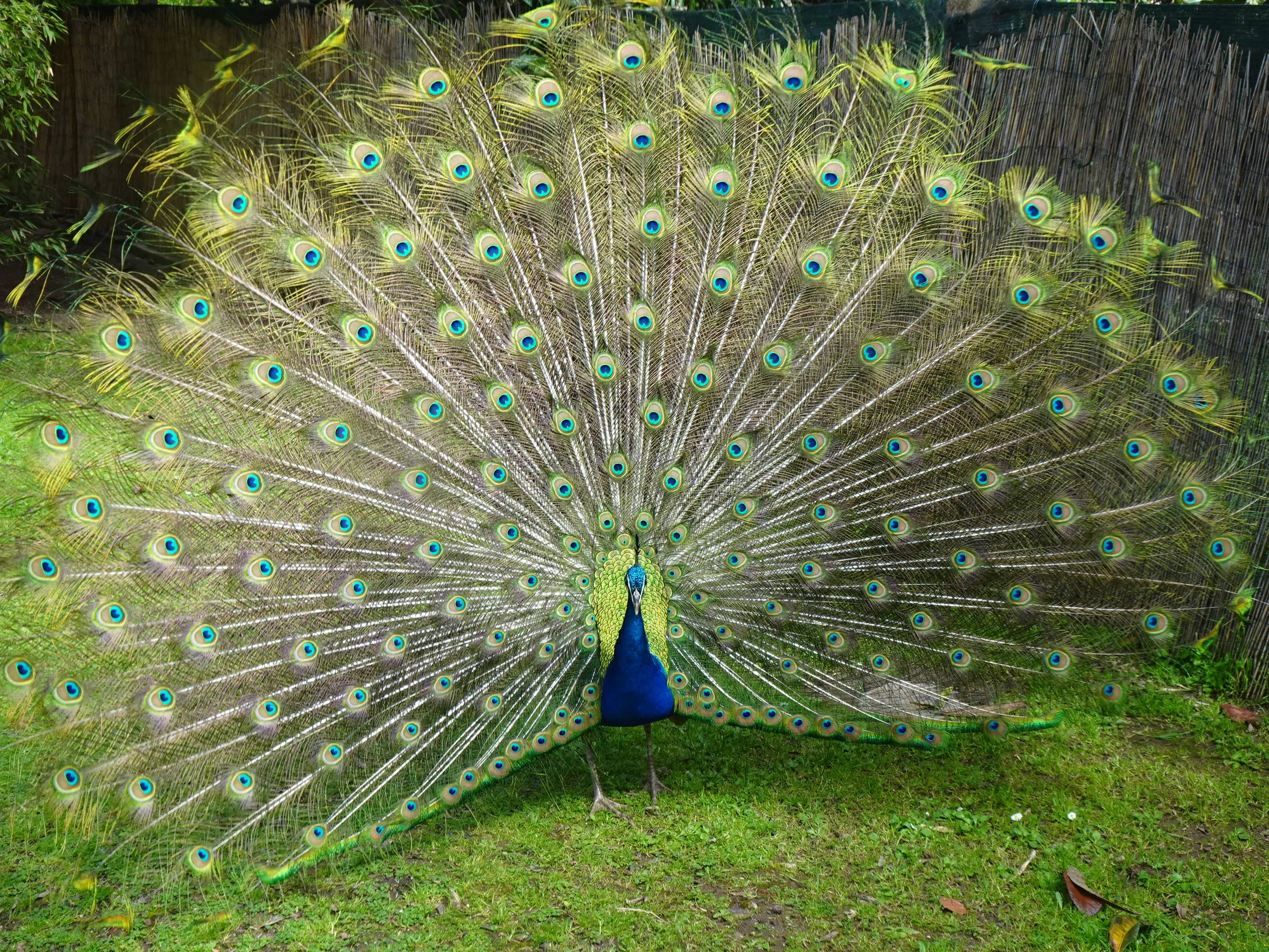 Jardim Botânico Tropical - A Fauna