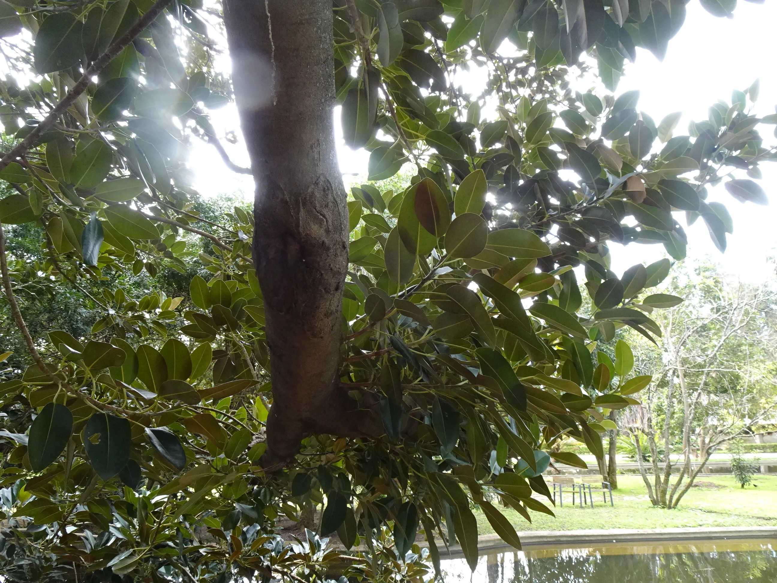 Jardim Botânico Tropical - A Visita