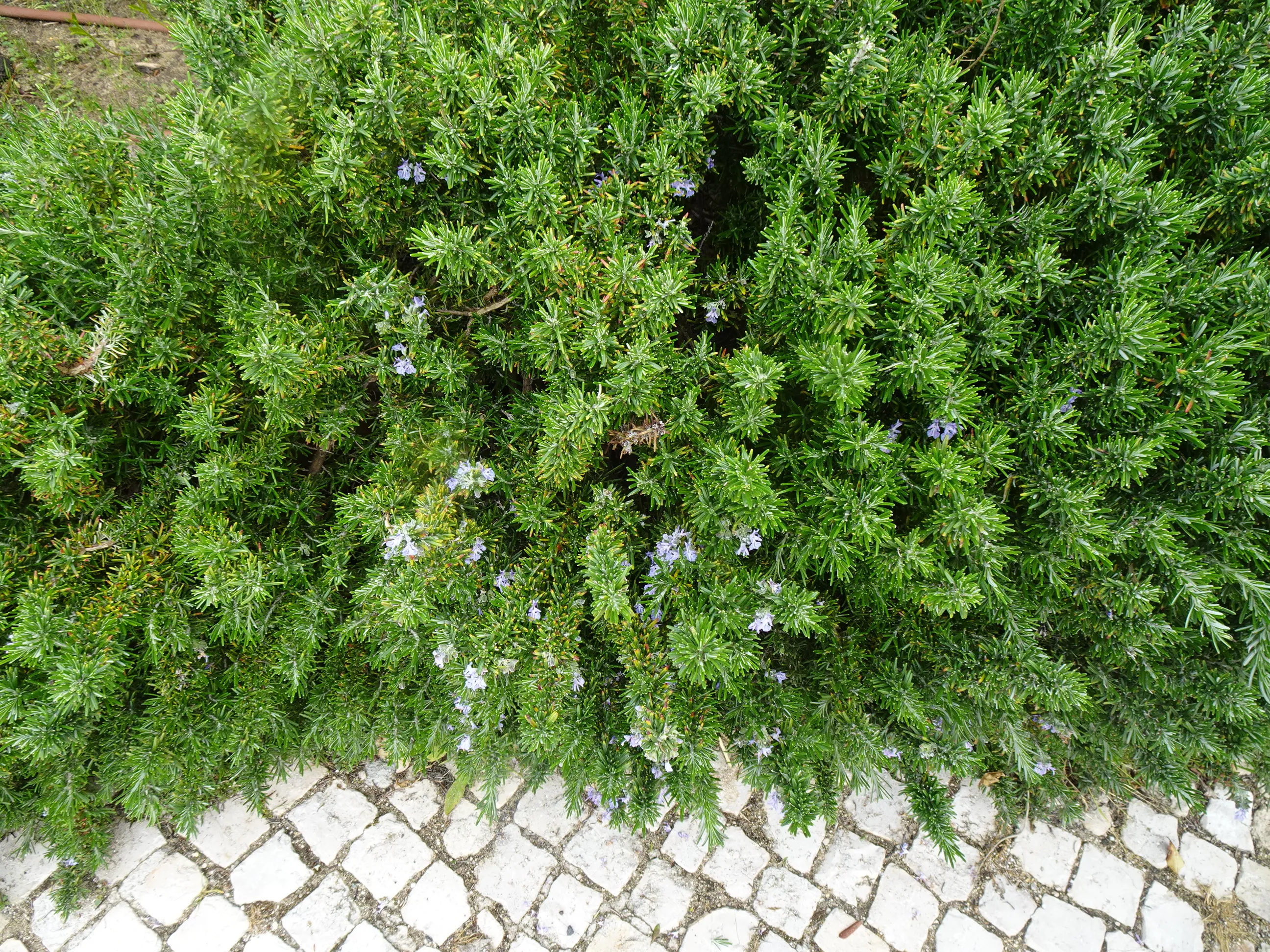 De Alcântara-Mar ao Jardim Tropical em Belém
