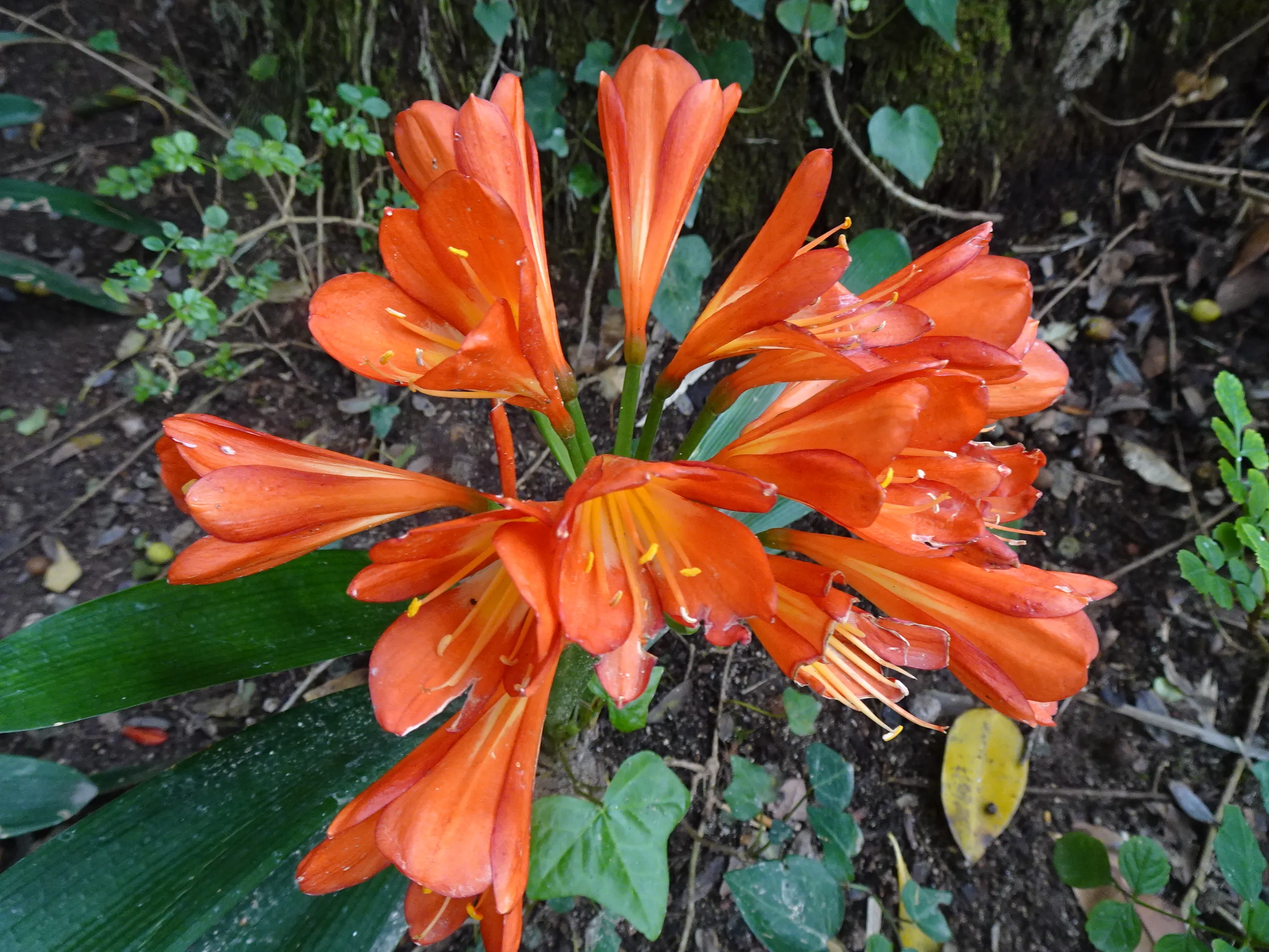 Jardim Botânico Tropical - A Visita