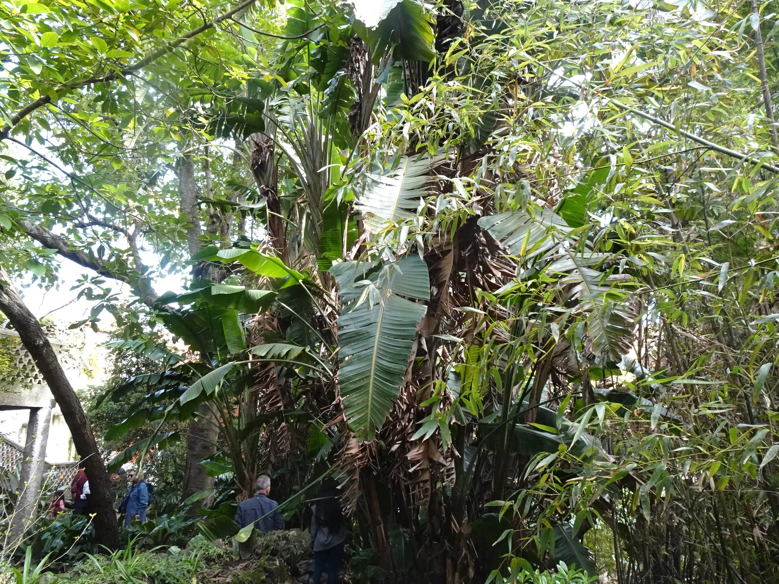 Jardim Botânico Tropical - A Visita