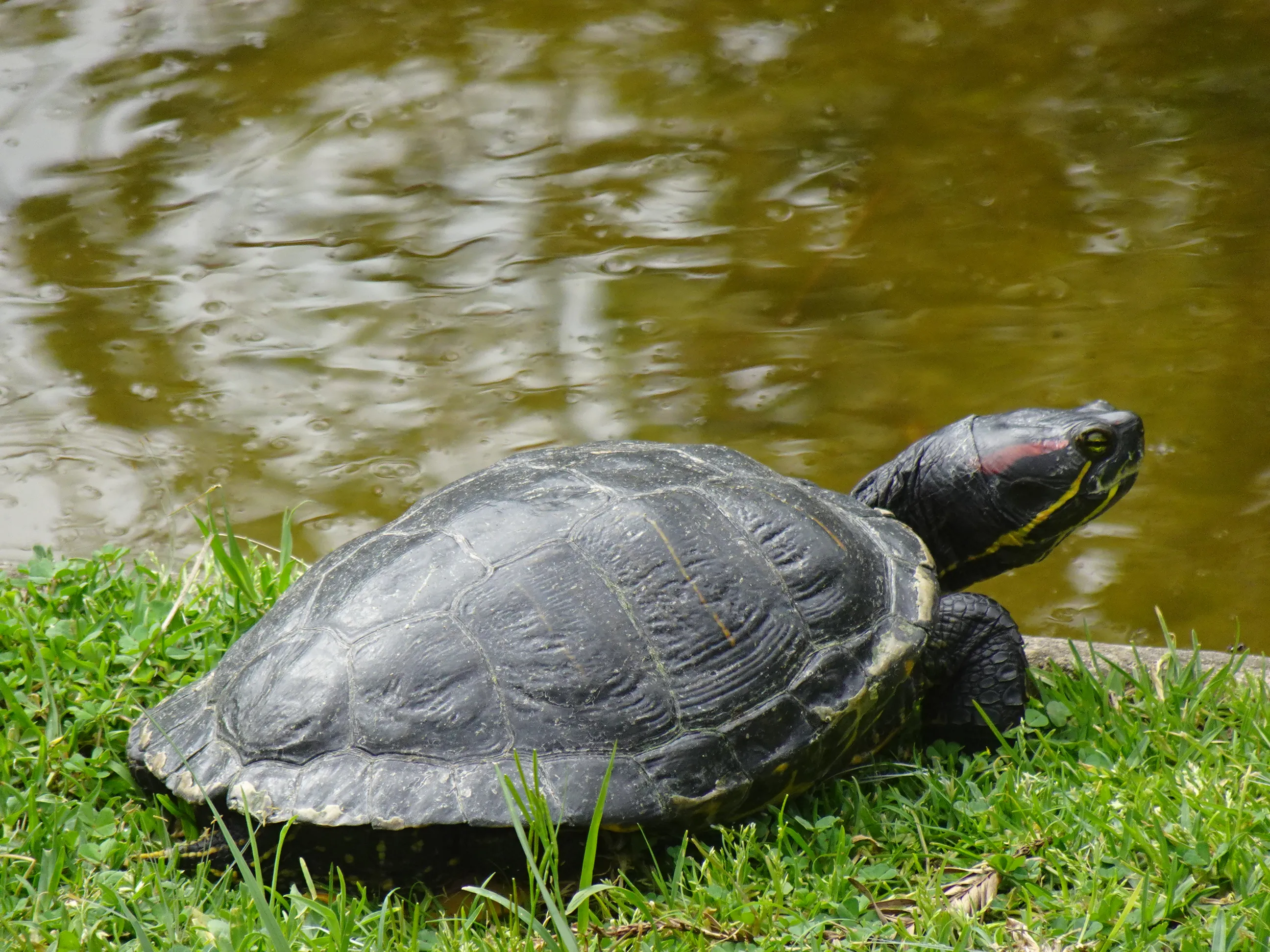 Jardim Botânico Tropical - A Fauna