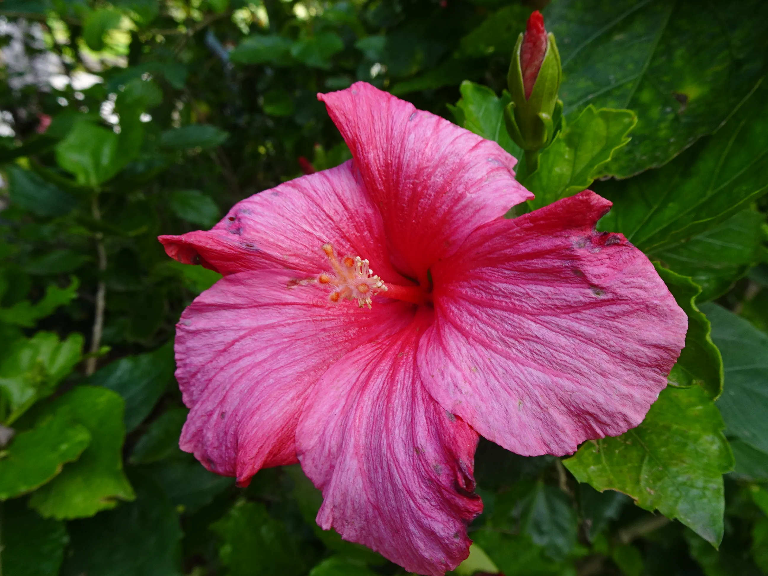 Jardim Botânico Tropical - A Visita