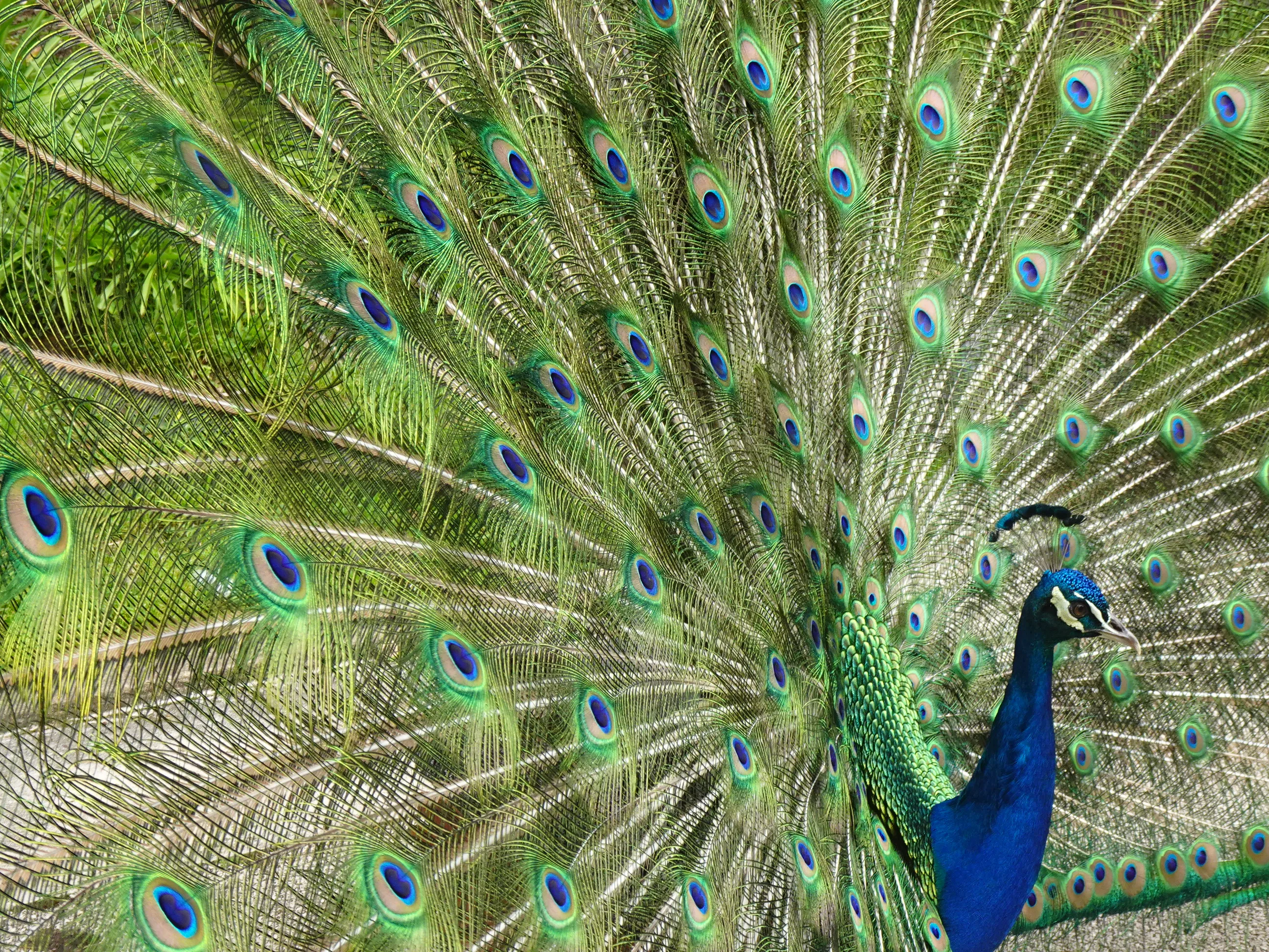 Jardim Botânico Tropical - A Fauna