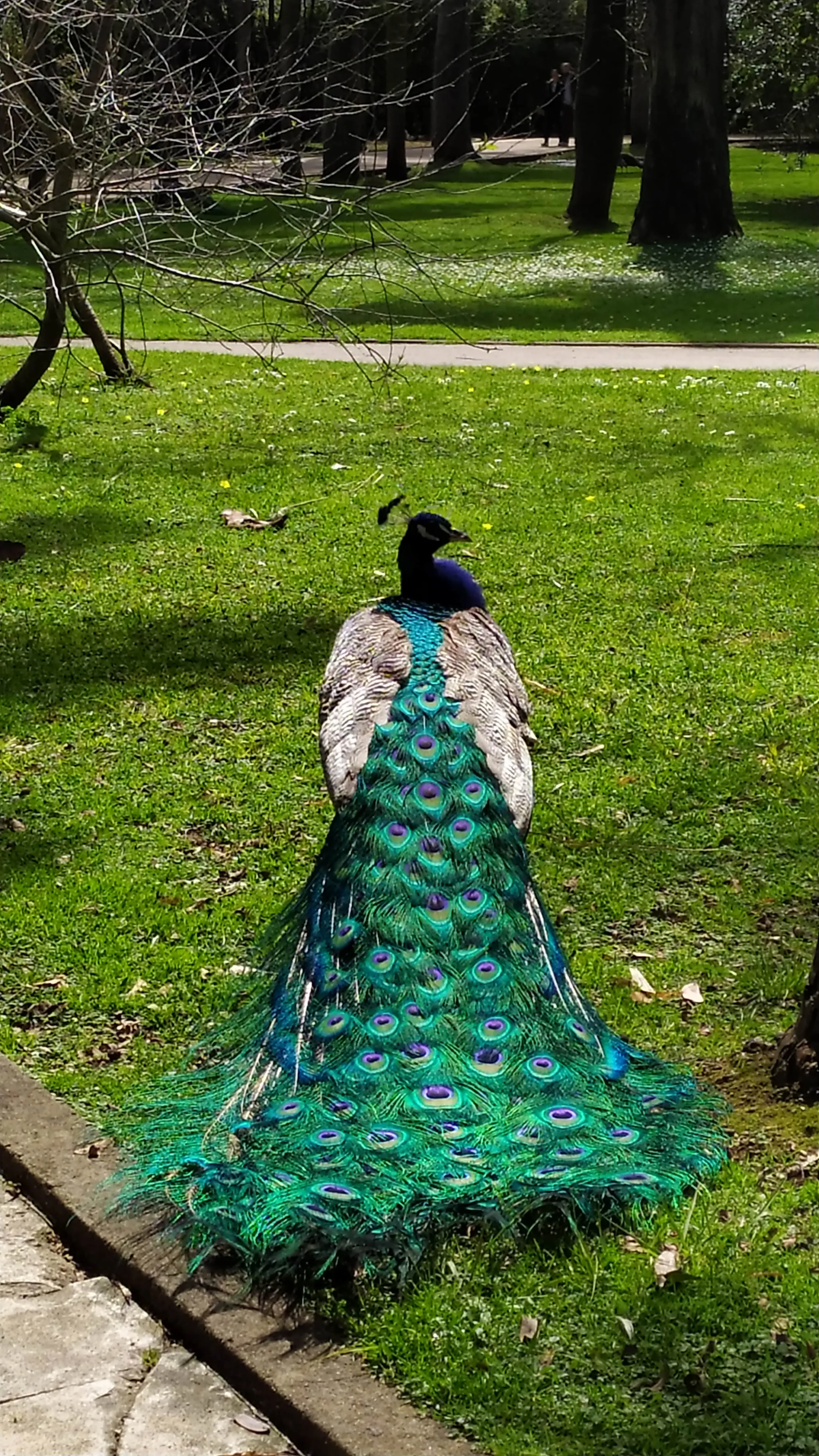 Jardim Botânico Tropical - A Fauna